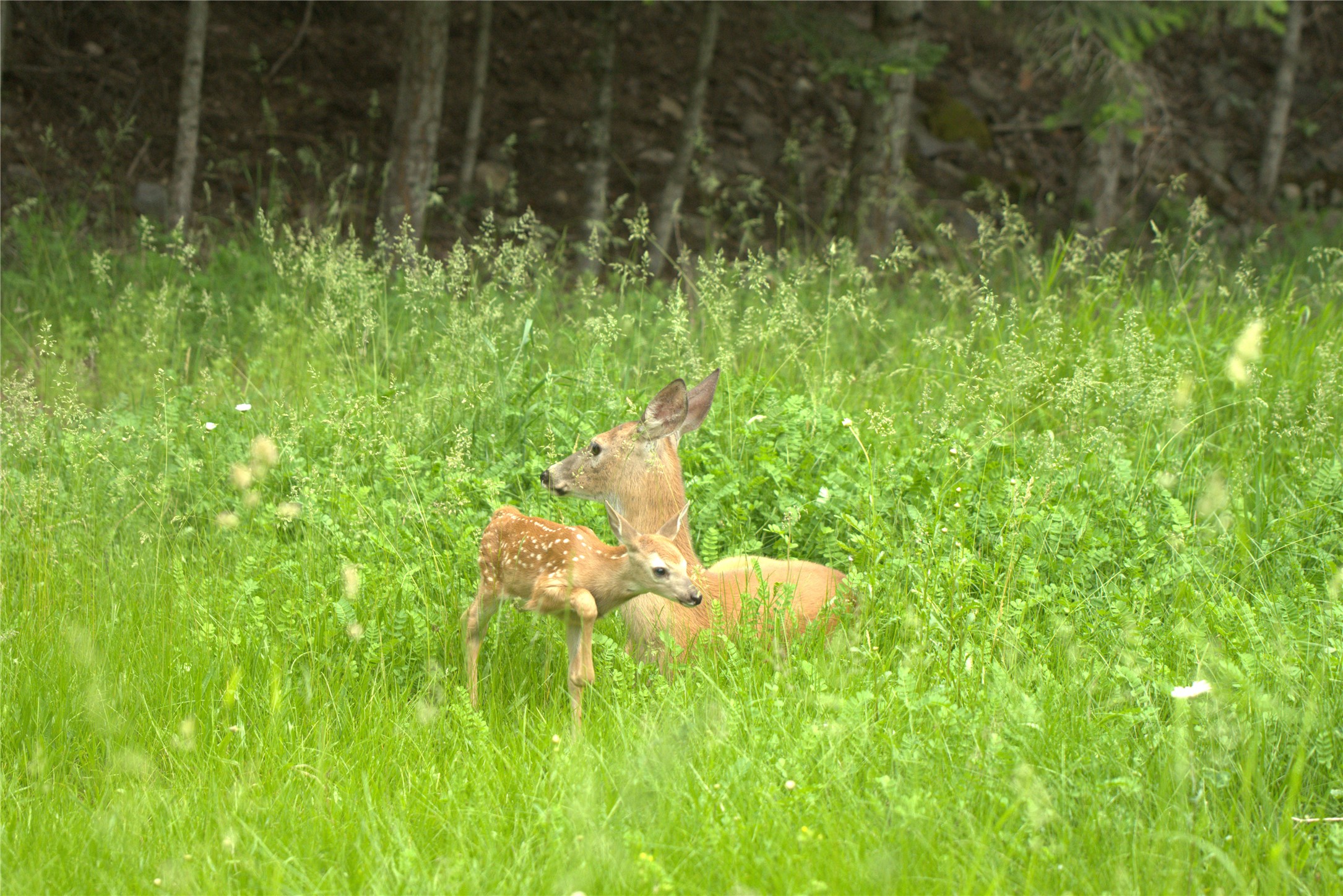 244 Bench Drive Property Photo 74
