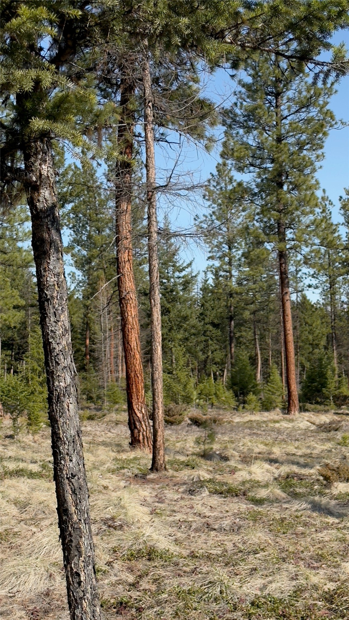 Tbd Kootenai Echo Trail Property Photo 20
