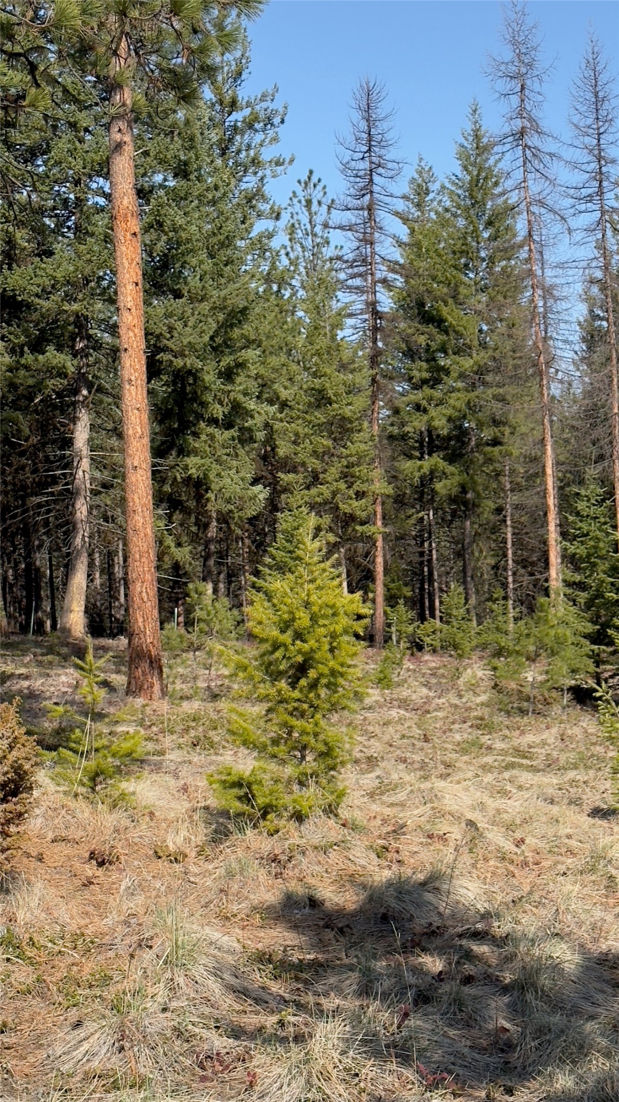 Tbd Kootenai Echo Trail Property Photo 21