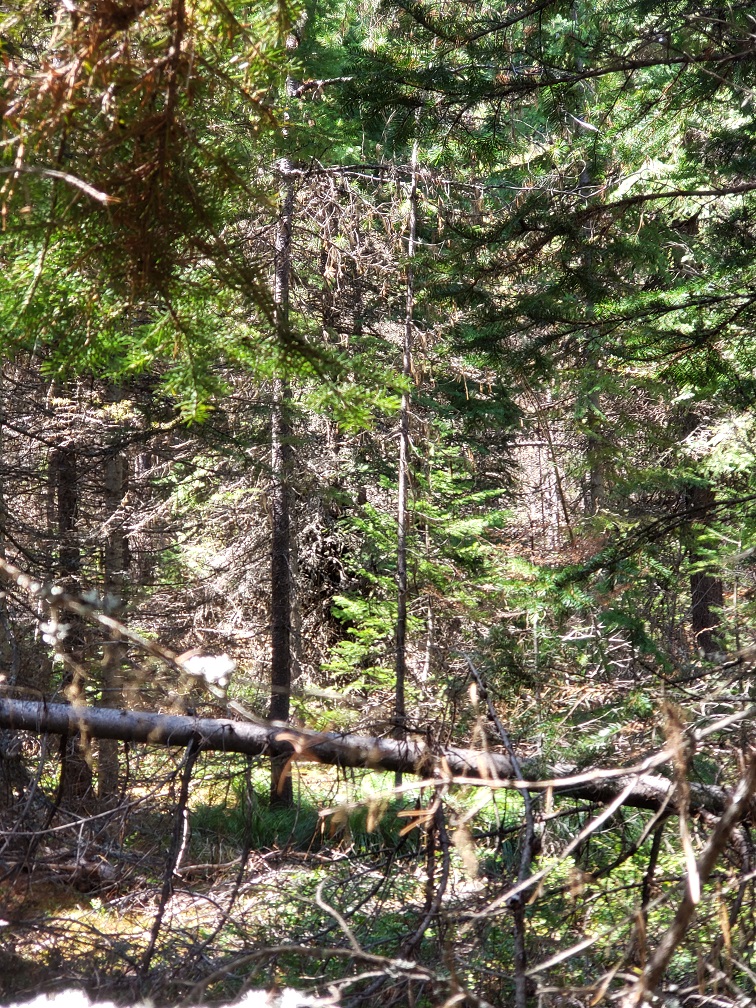 Tract 4 Nine Mile Road Property Photo 3