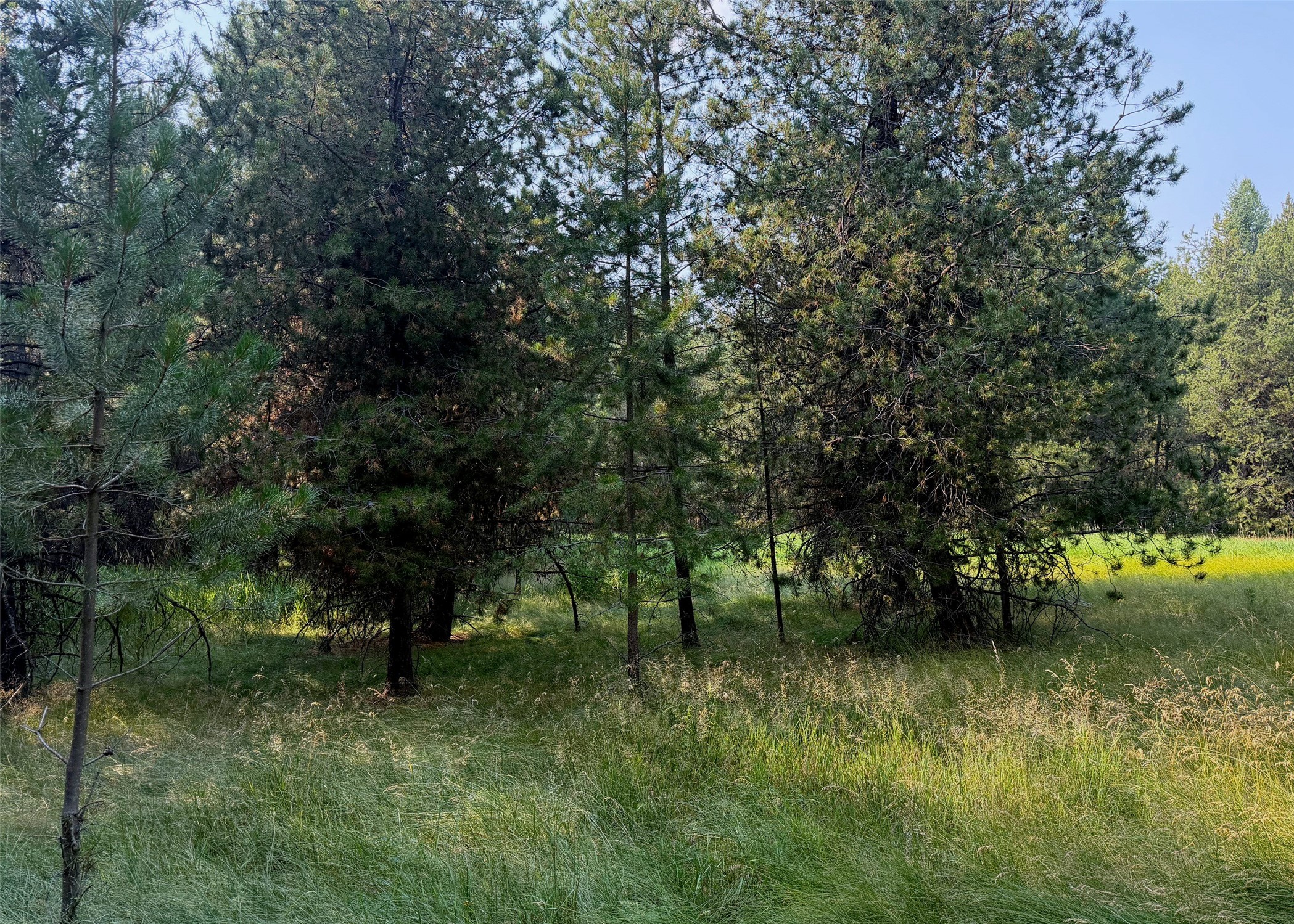 950 Lodgepole Drive Property Photo 4