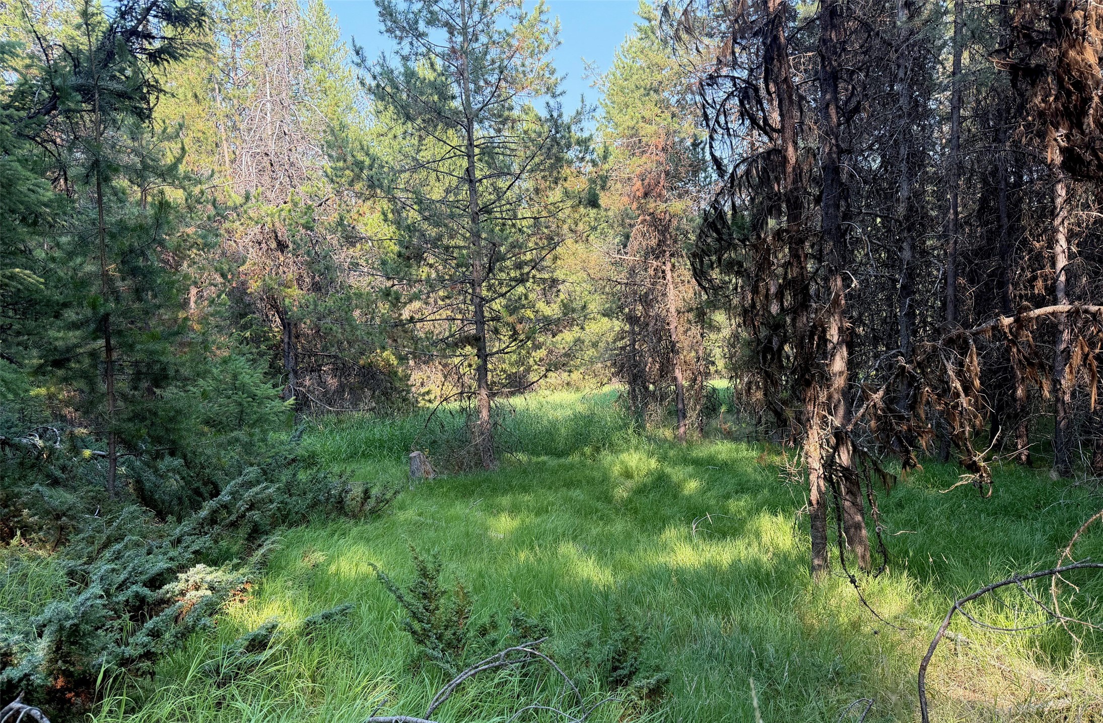 950 Lodgepole Drive Property Photo 6