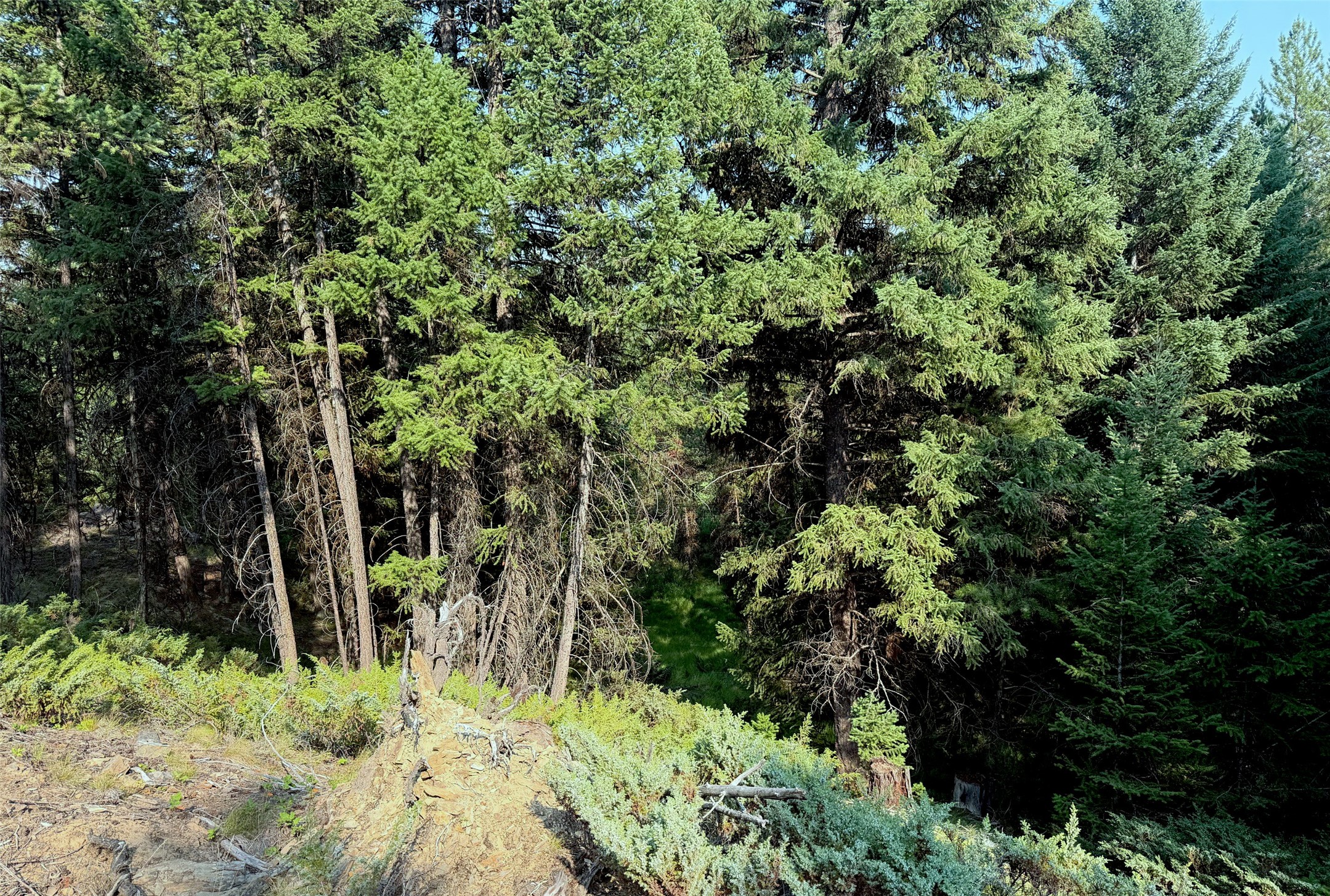 950 Lodgepole Drive Property Photo 9