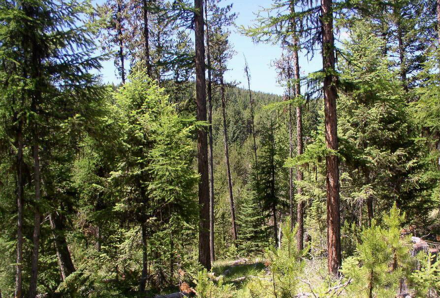 950 Lodgepole Drive Property Photo 14