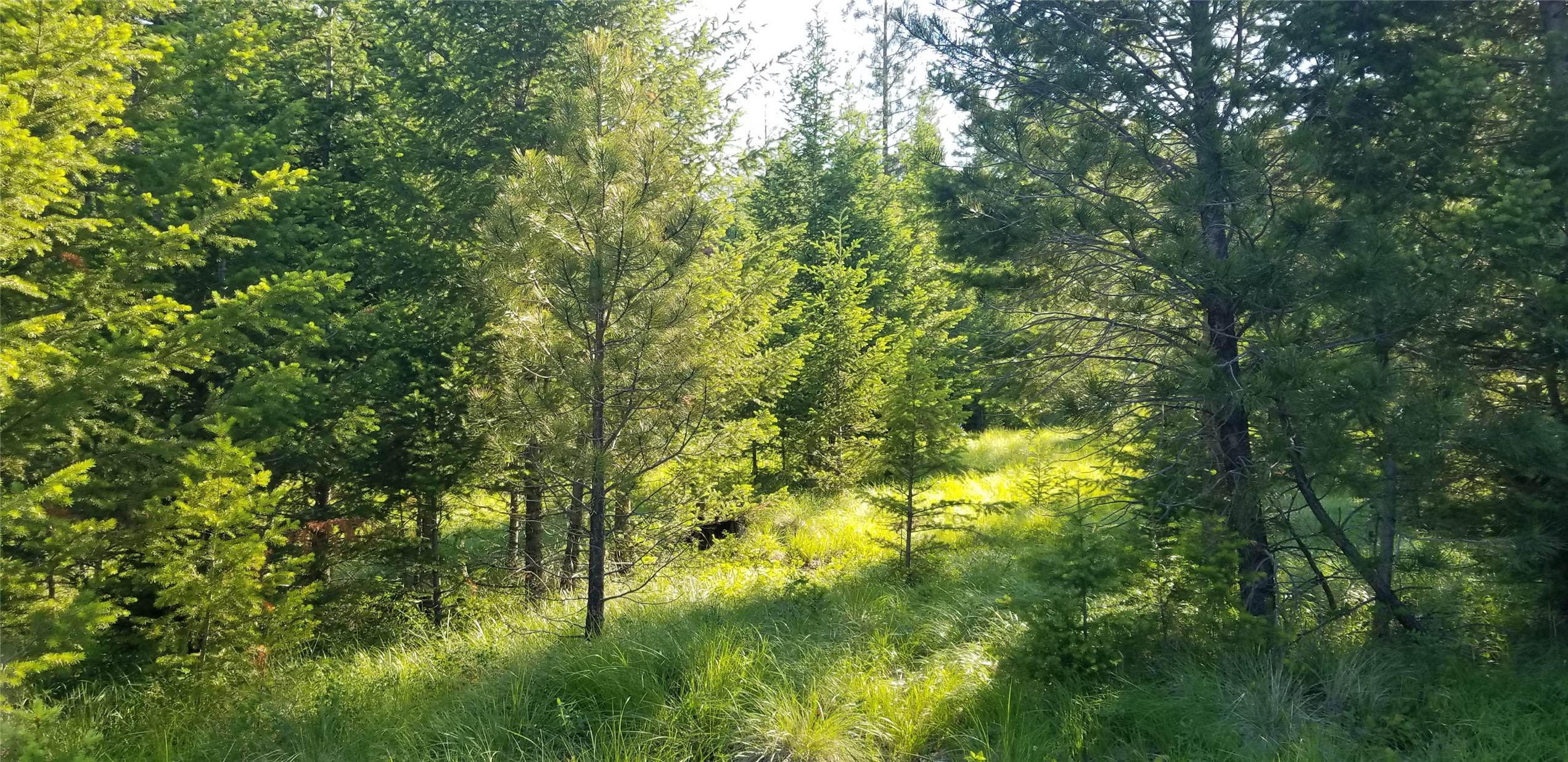 E Half Lot 2a Haywire Gulch Property Photo 5