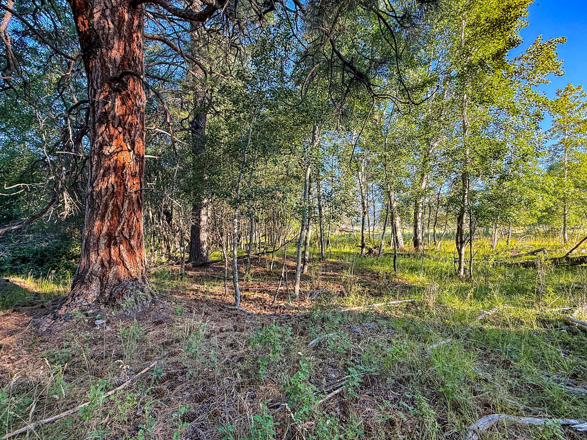 Nhn Hwy 93 S Property Photo 78