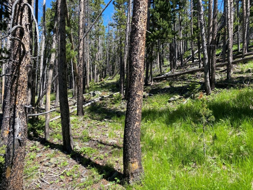 Anna Indian Creek Road Property Photo 10