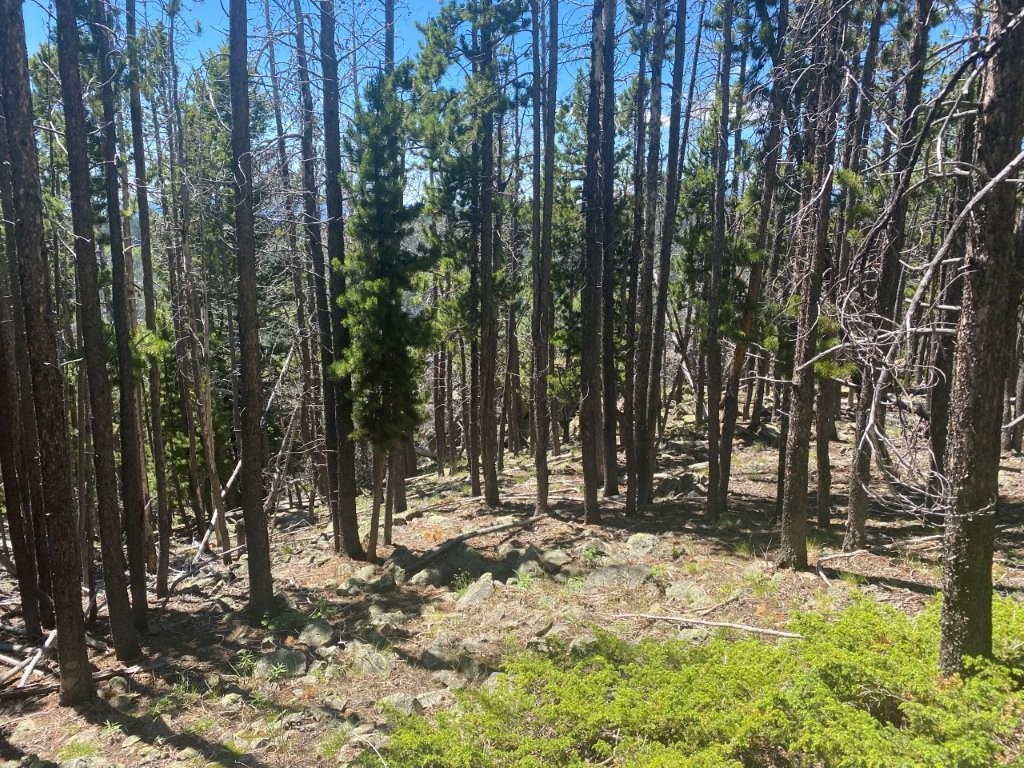Anna Indian Creek Road Property Photo 22
