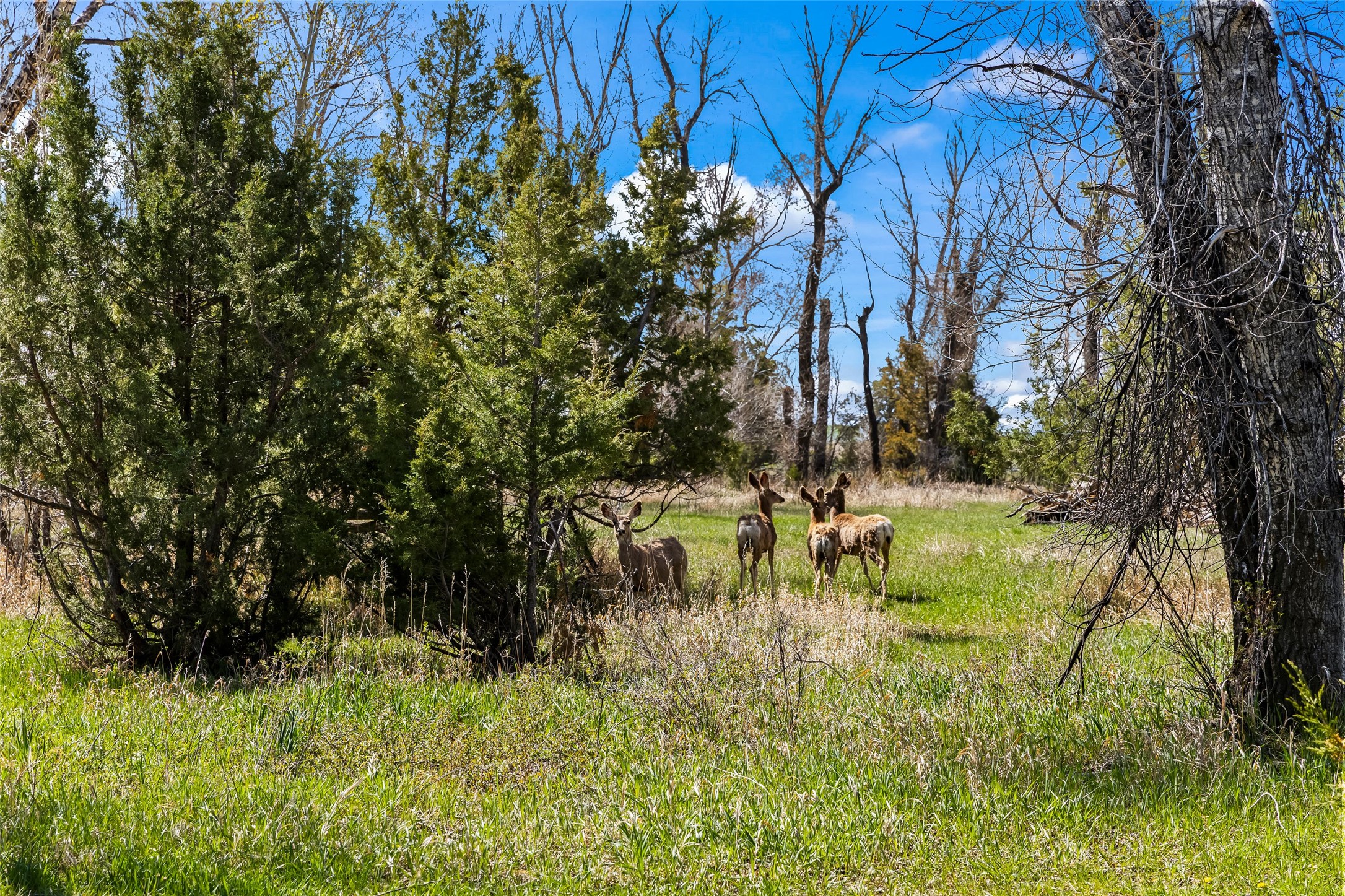 460 Lower Deep Creek Road Property Photo 40