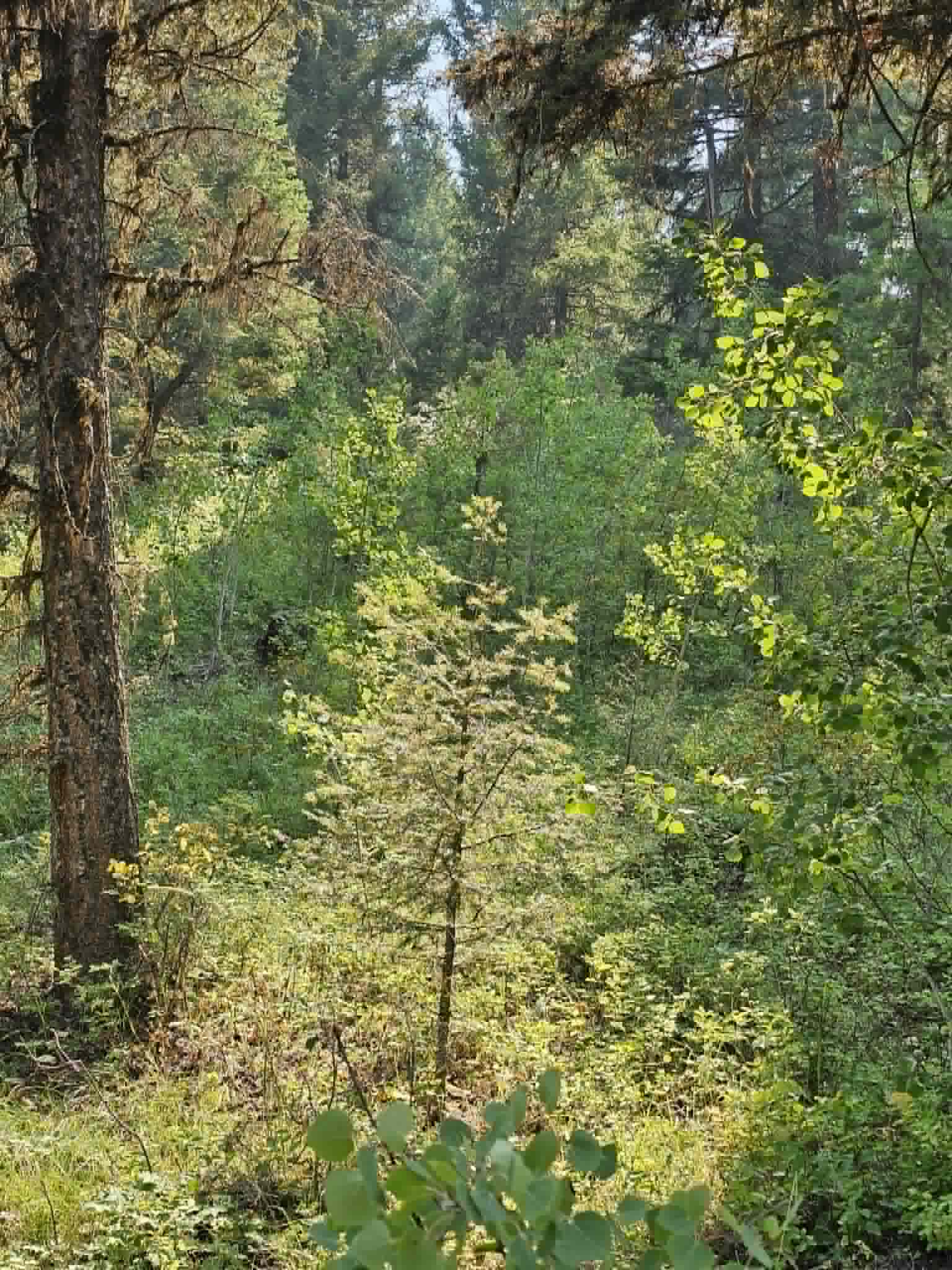50 Juniper Ridge Lane Property Photo 40