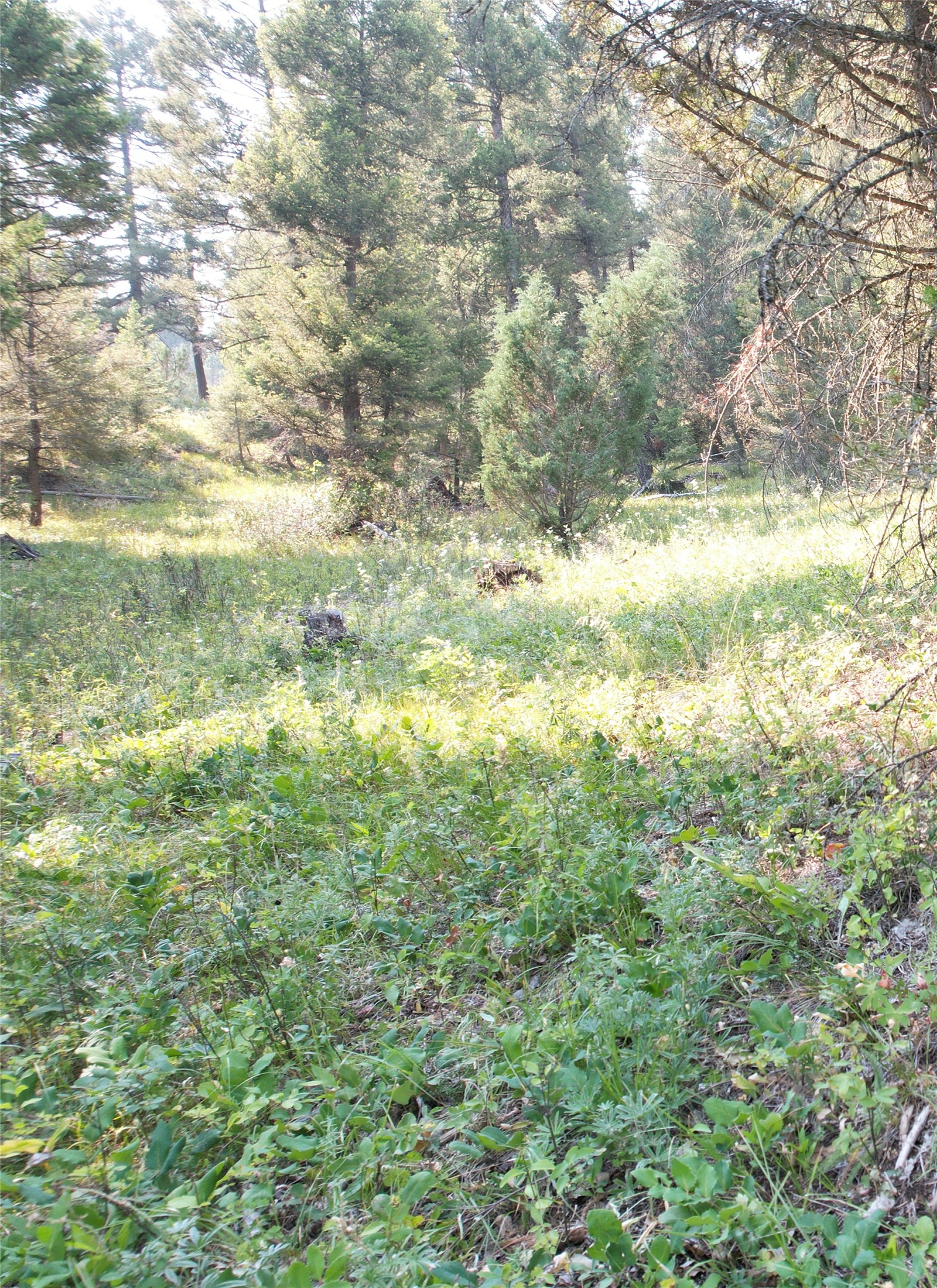 50 Juniper Ridge Lane Property Photo 70
