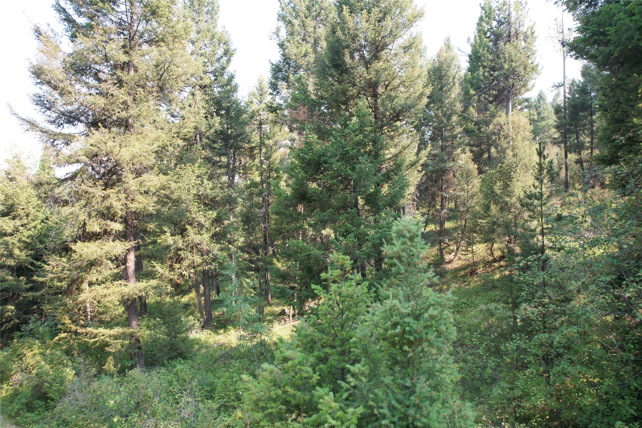 50 Juniper Ridge Lane Property Photo 79