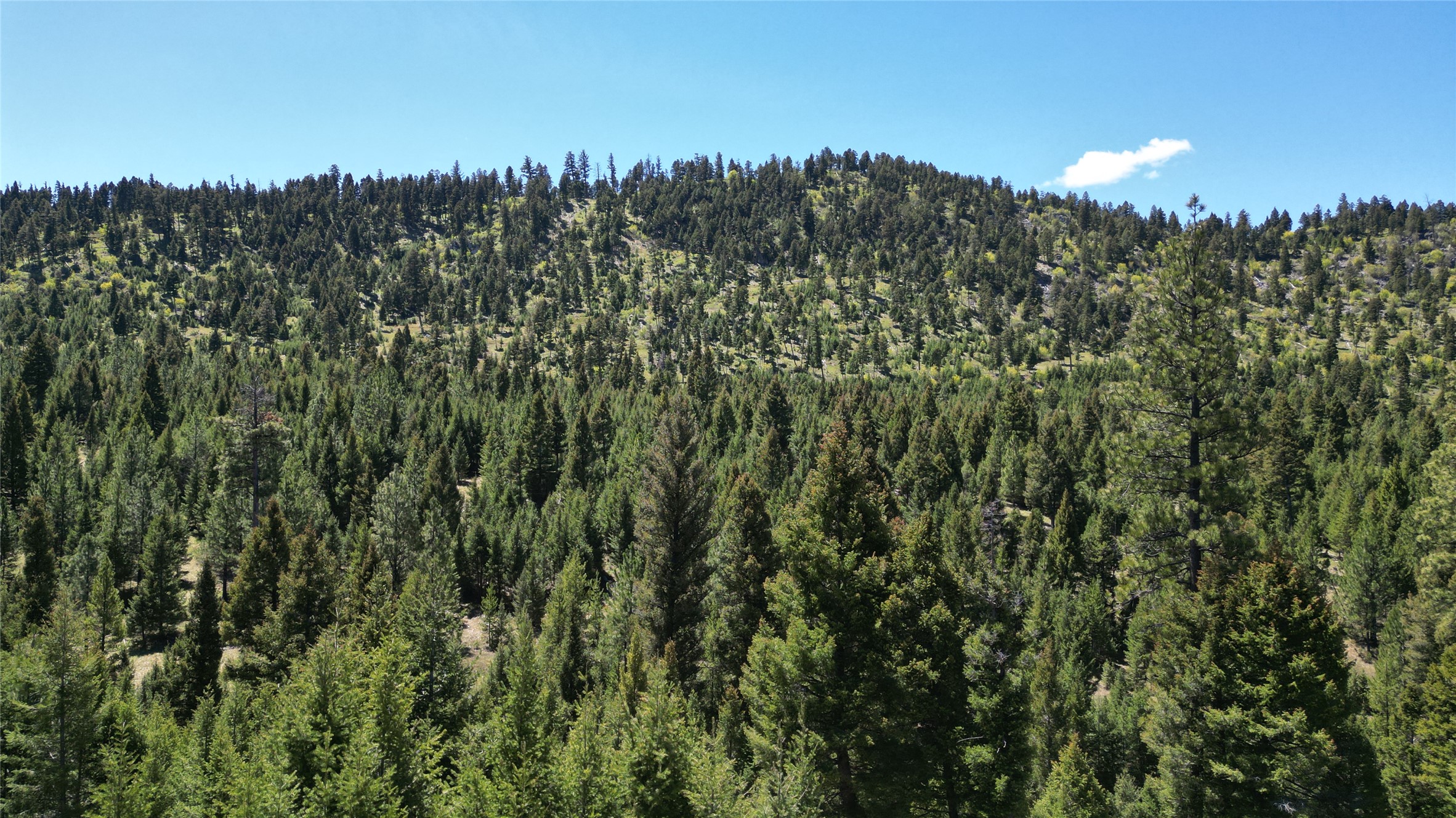 10 & 11 Bull Elk Property Photo 14