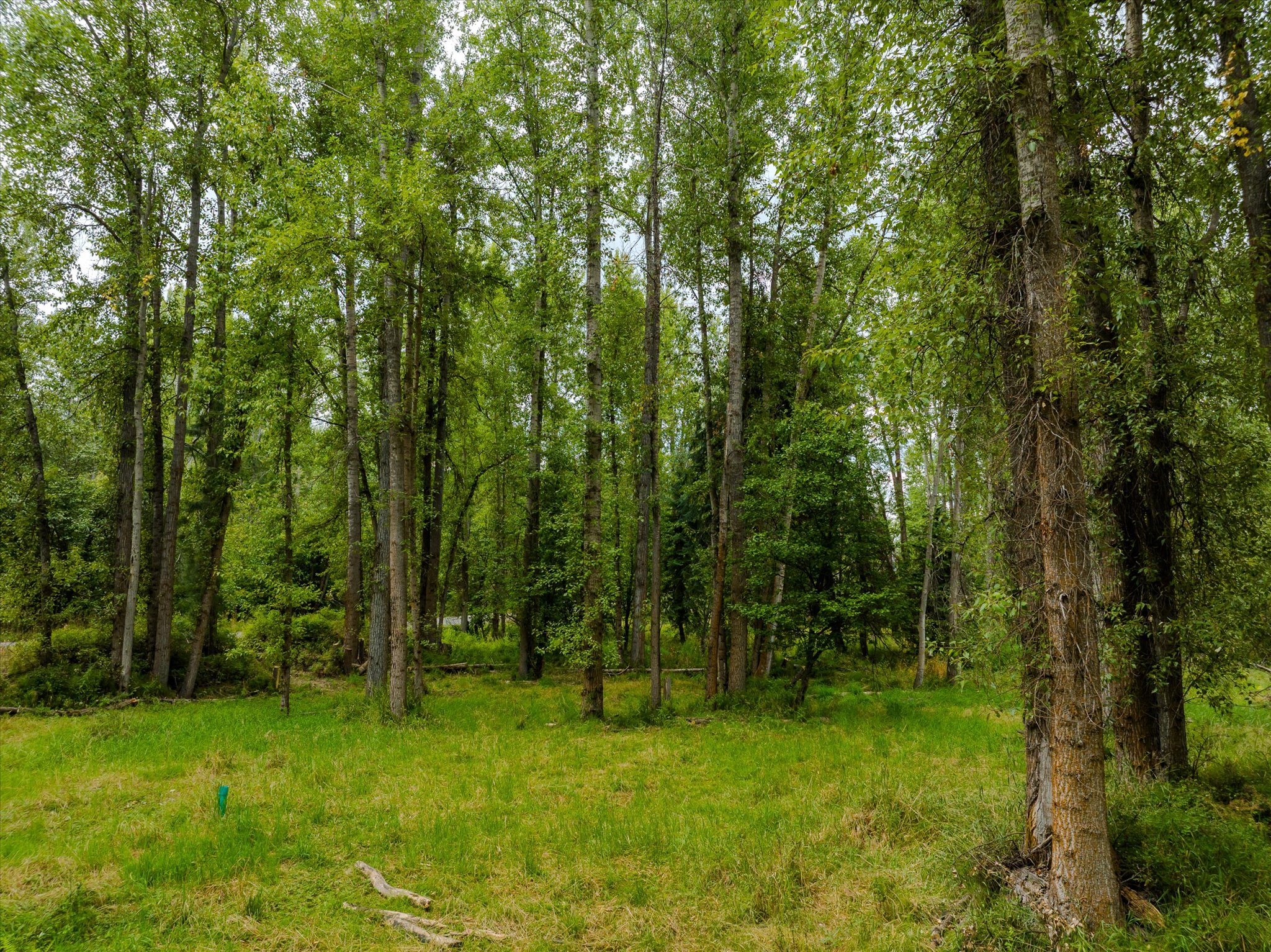 98 Dome Mountain Avenue Property Photo 3