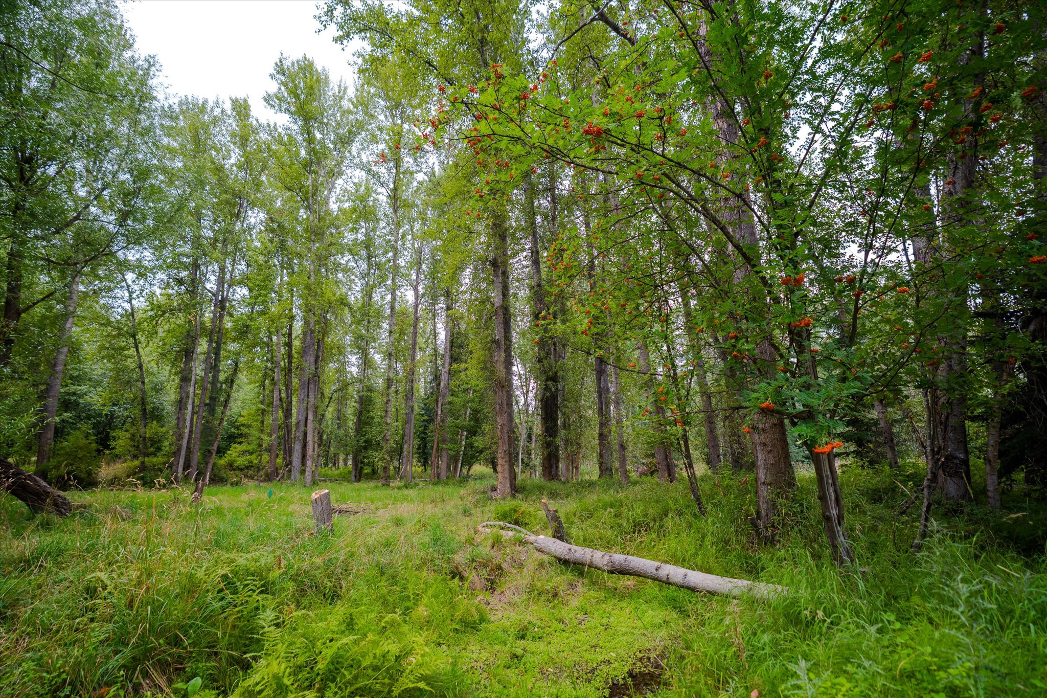 98 Dome Mountain Avenue Property Photo 24
