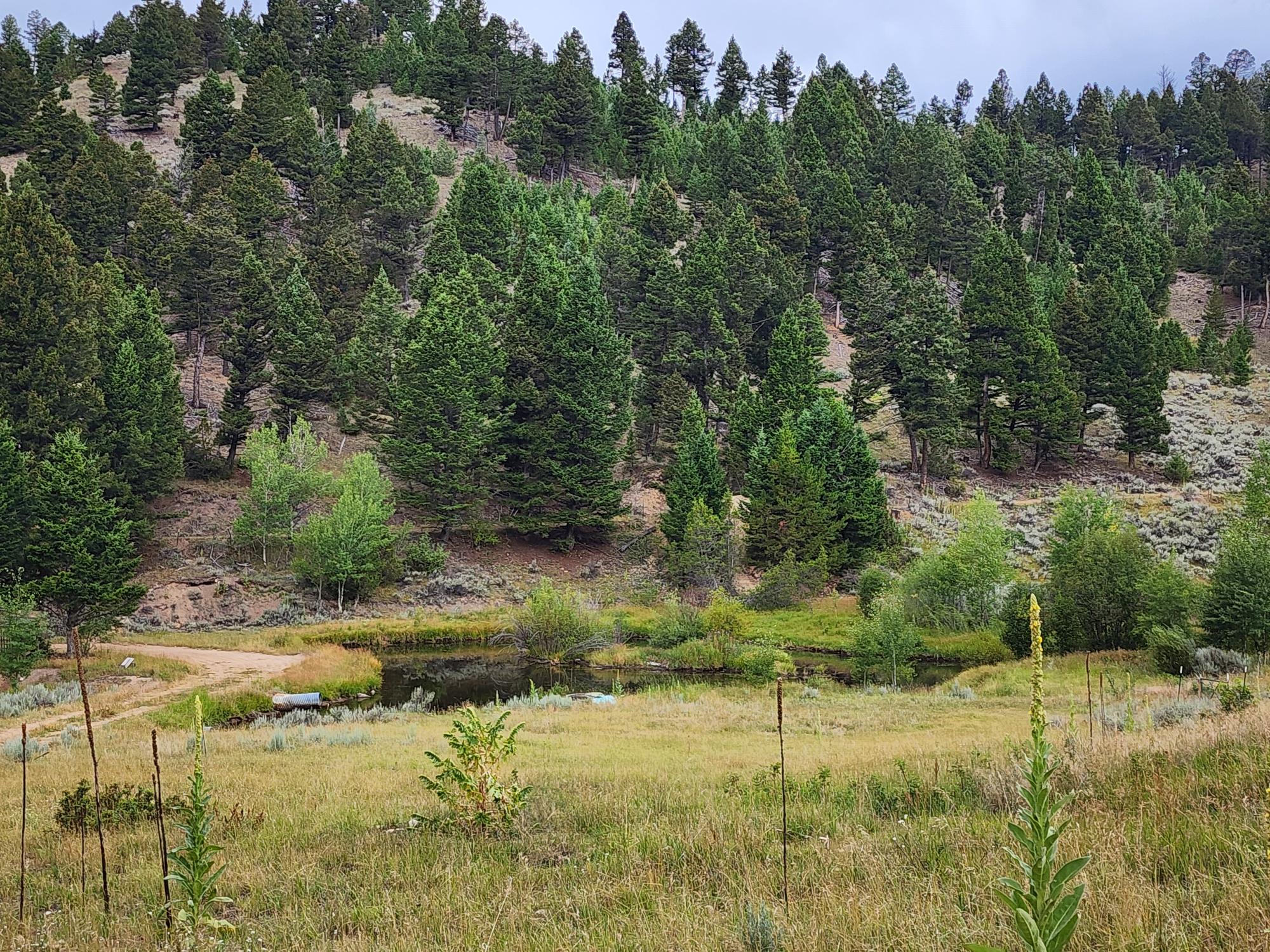 TBD Big Limber Gulch