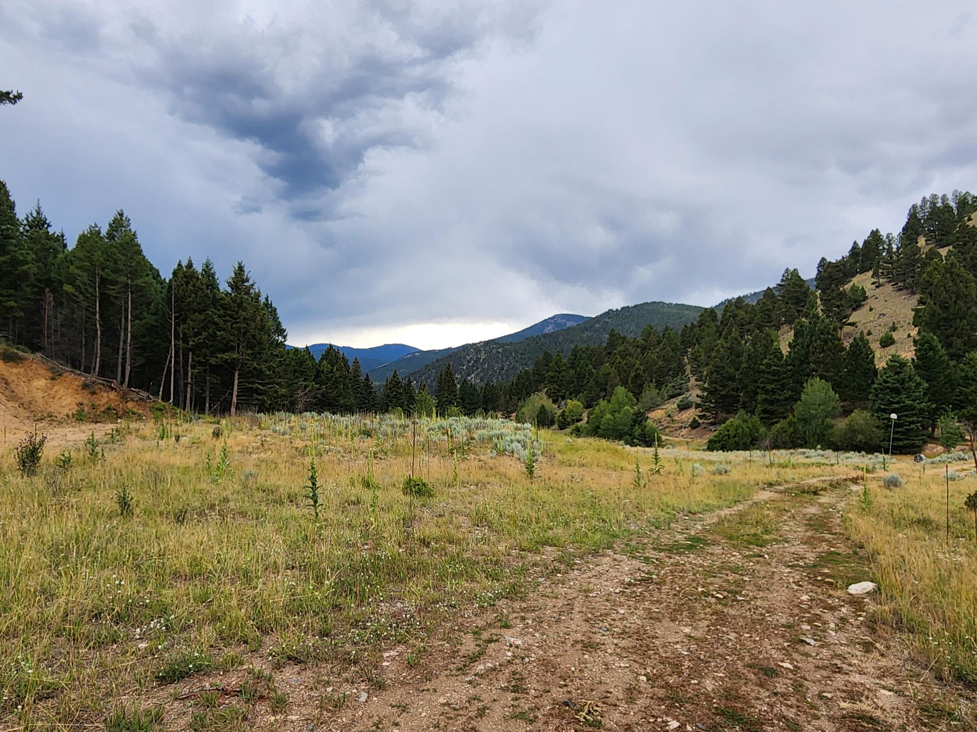 Tbd Big Limber Gulch Property Photo 6