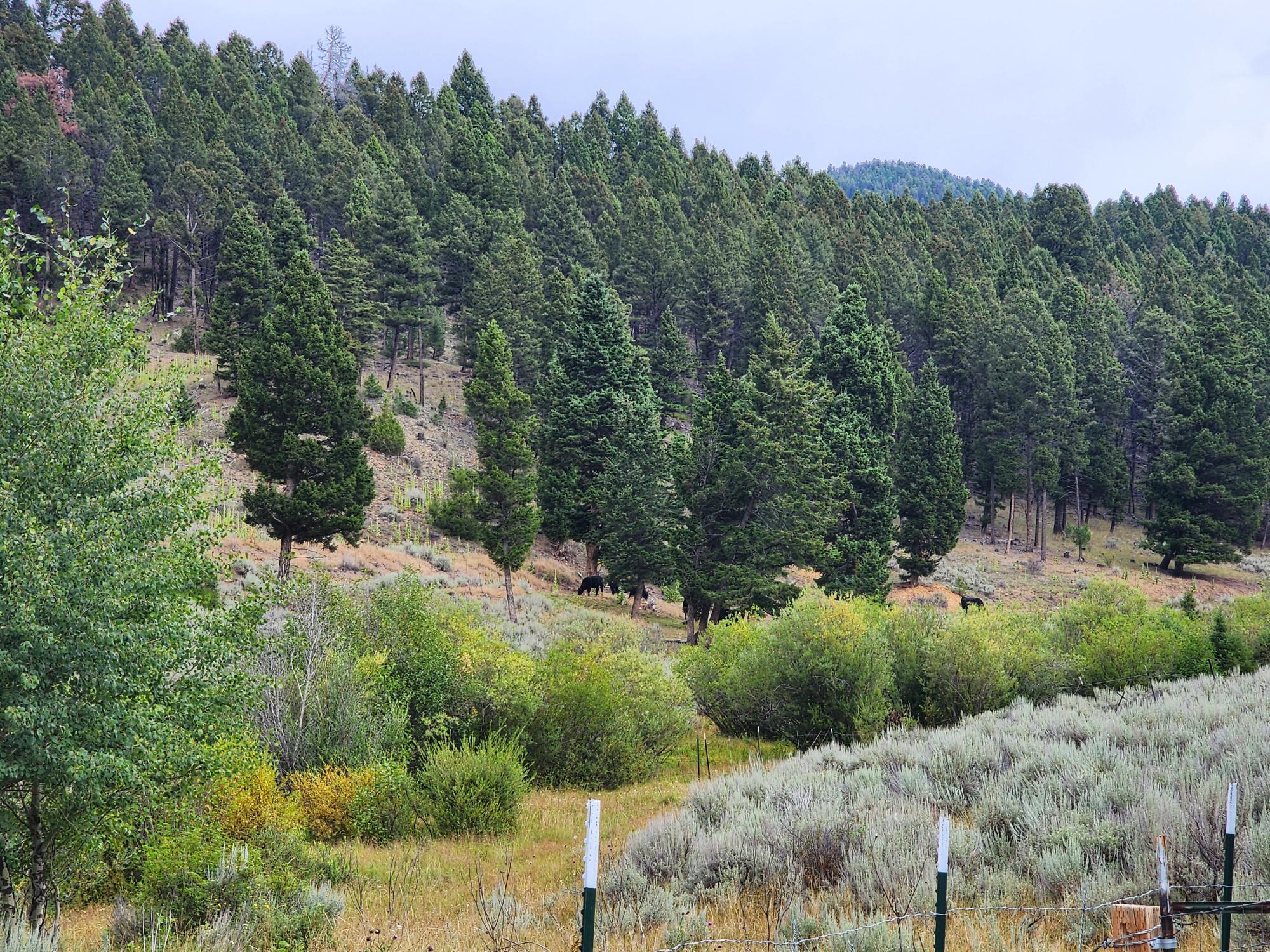 Tbd Big Limber Gulch Property Photo 11