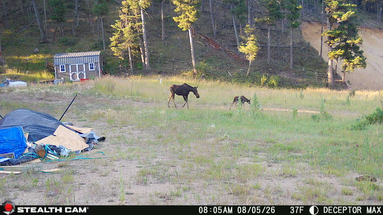Tbd Big Limber Gulch Property Photo 37