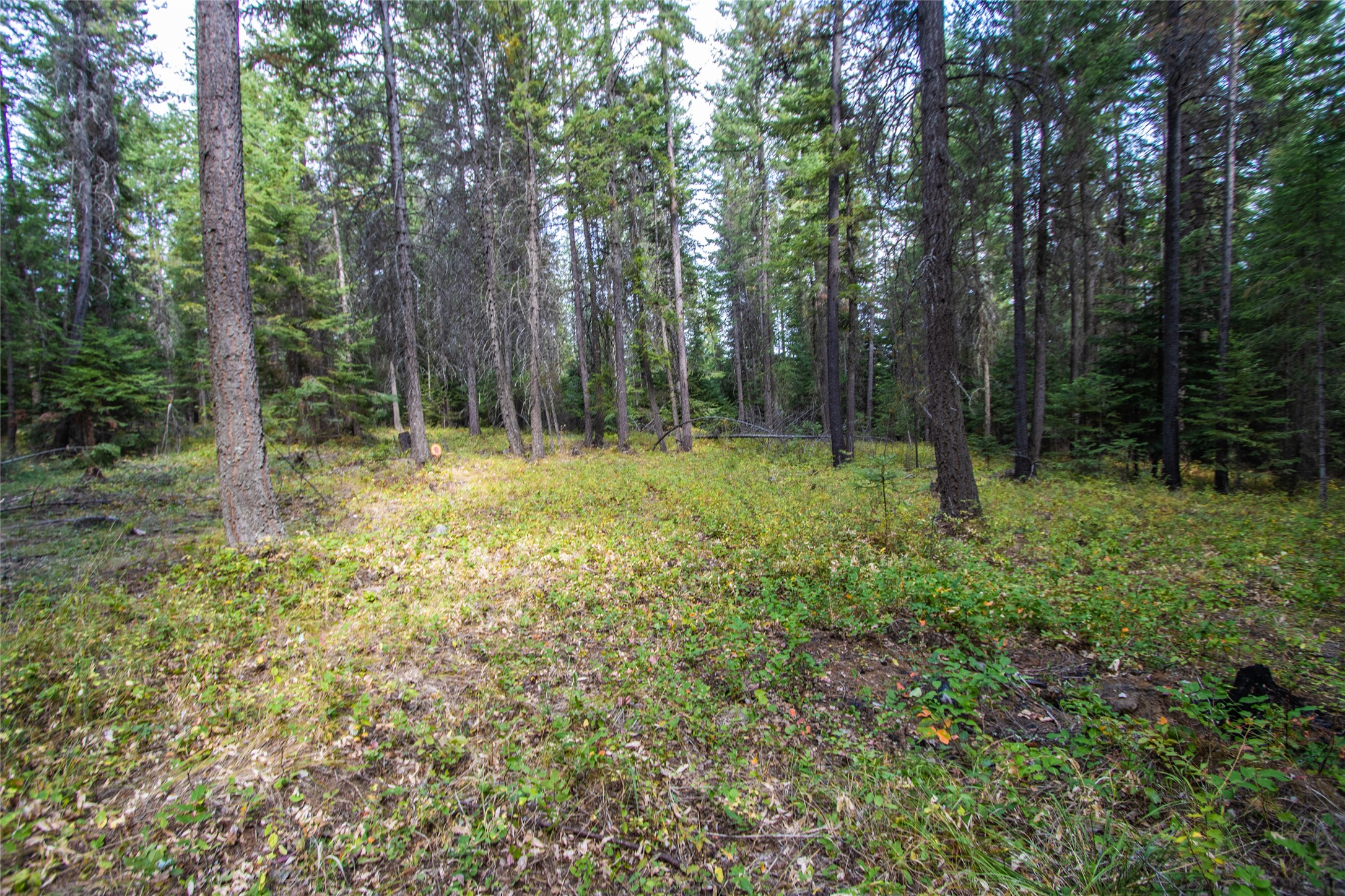 248 Bamford Way Property Photo 45