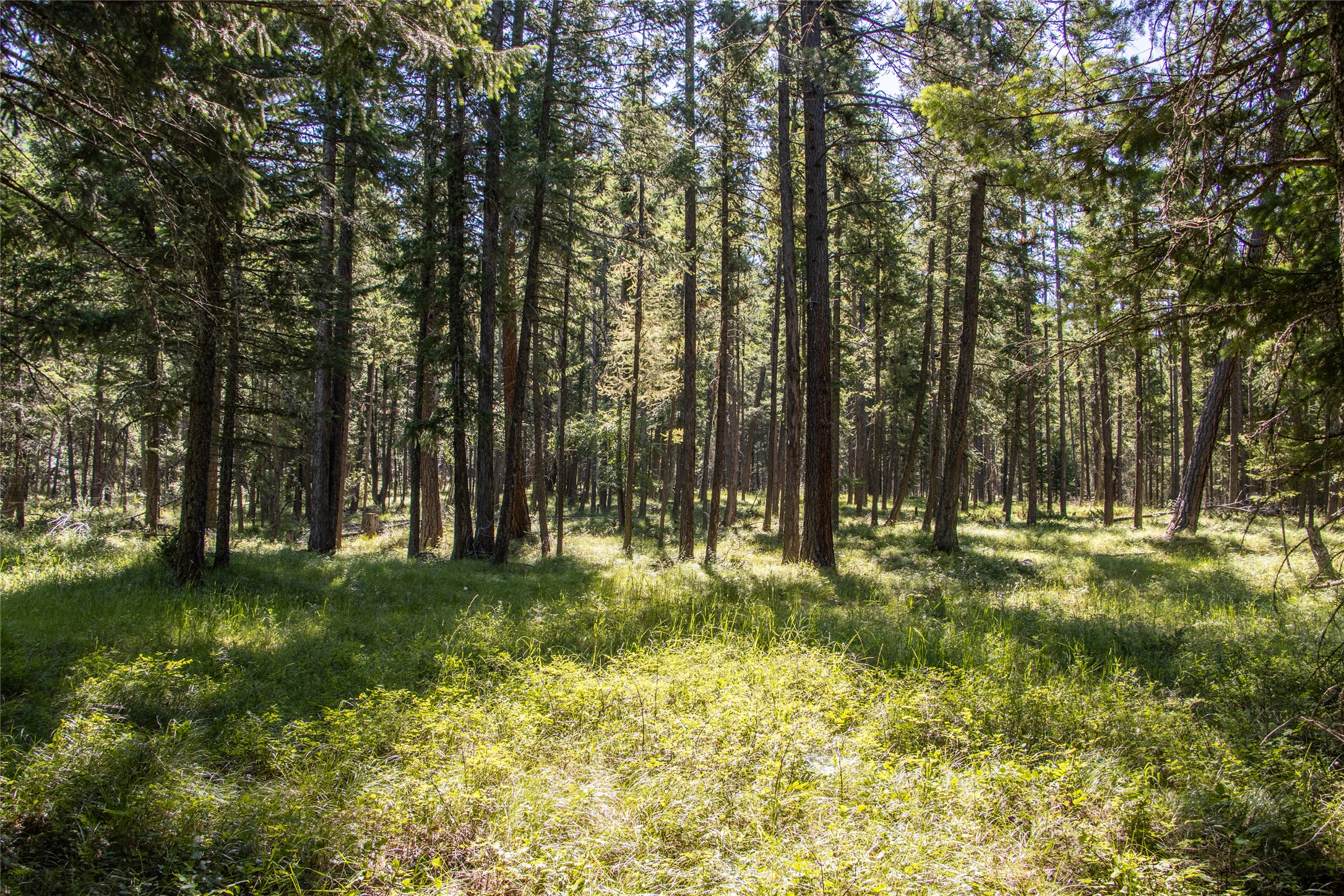650 Boulder Ridge Trail Property Photo 3