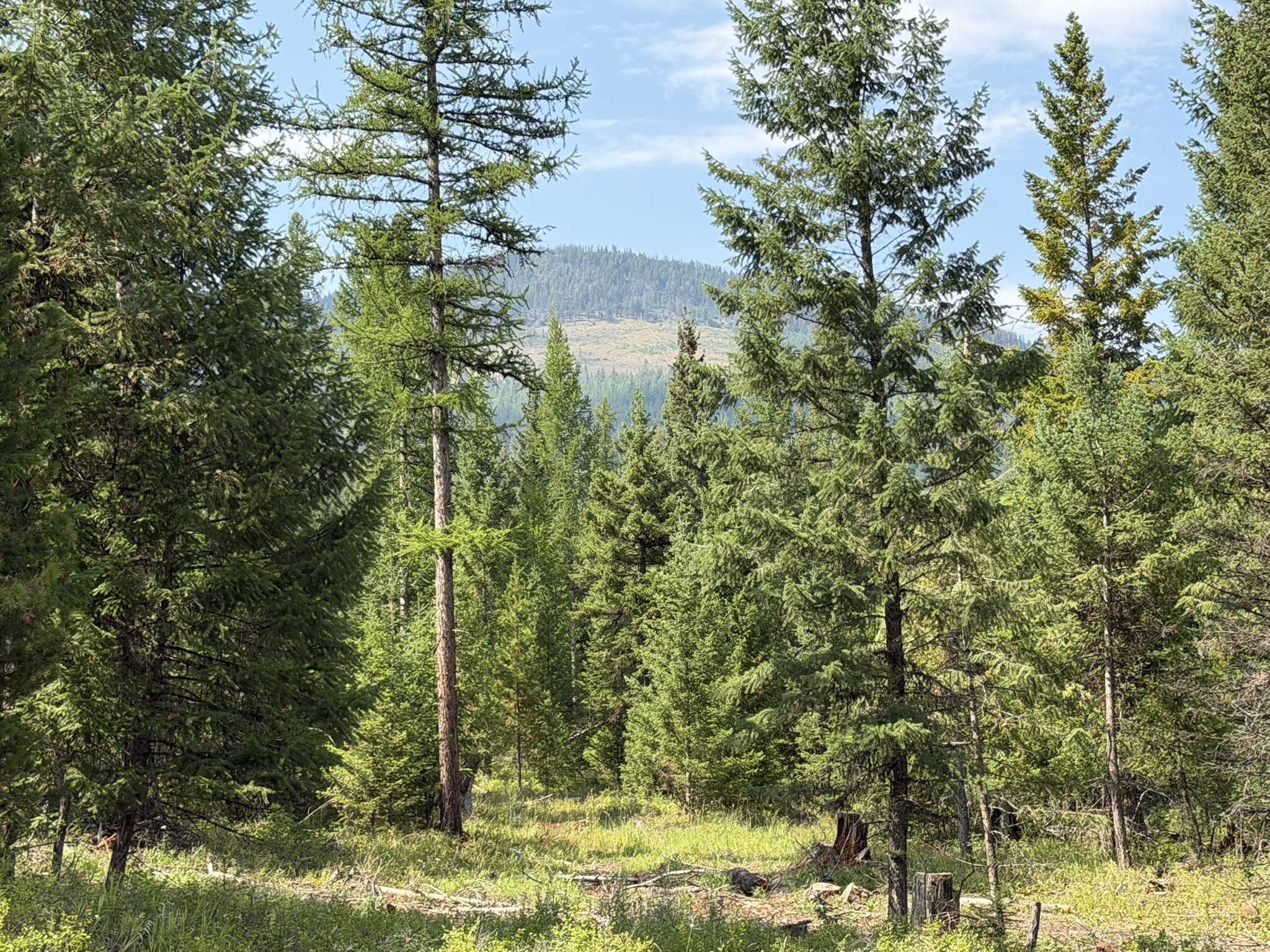 517 Haskill Ranch Road Property Photo 4