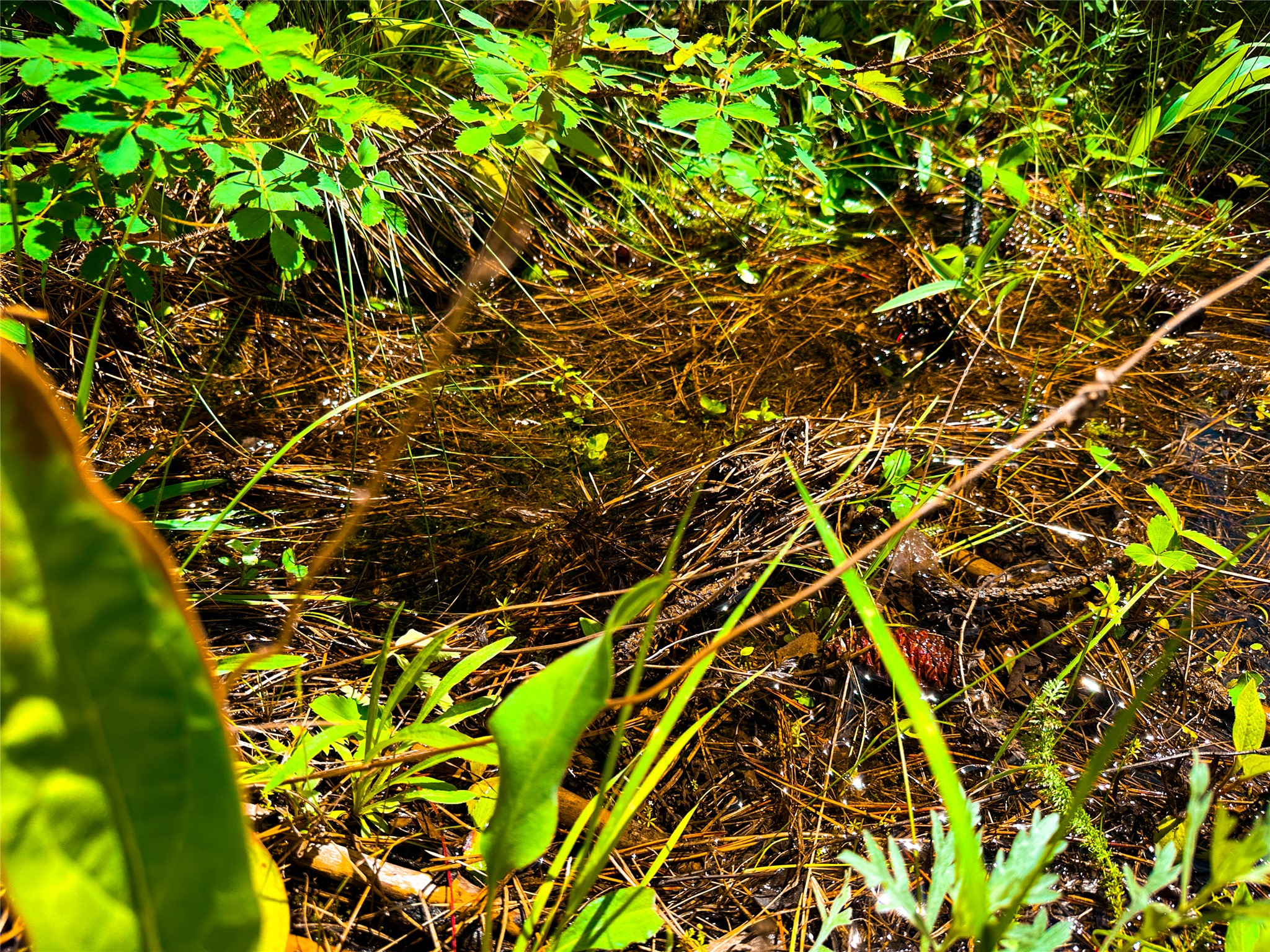 Tbd Sugarloaf Mountain Lane Property Photo 13