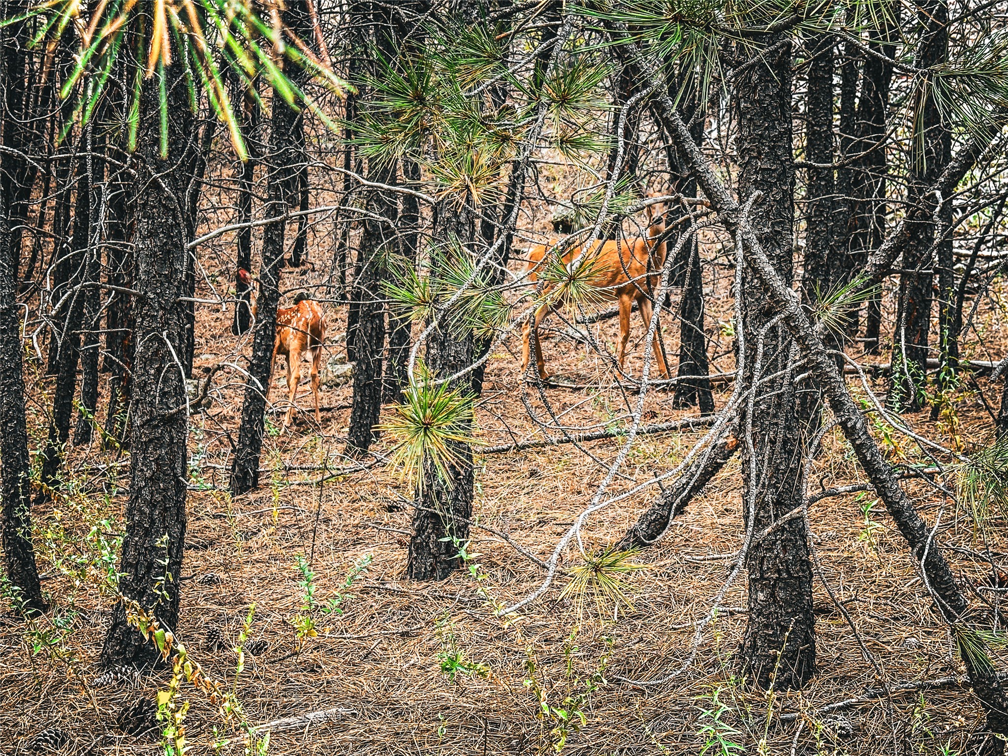 Tbd Sugarloaf Mountain Lane Property Photo 21