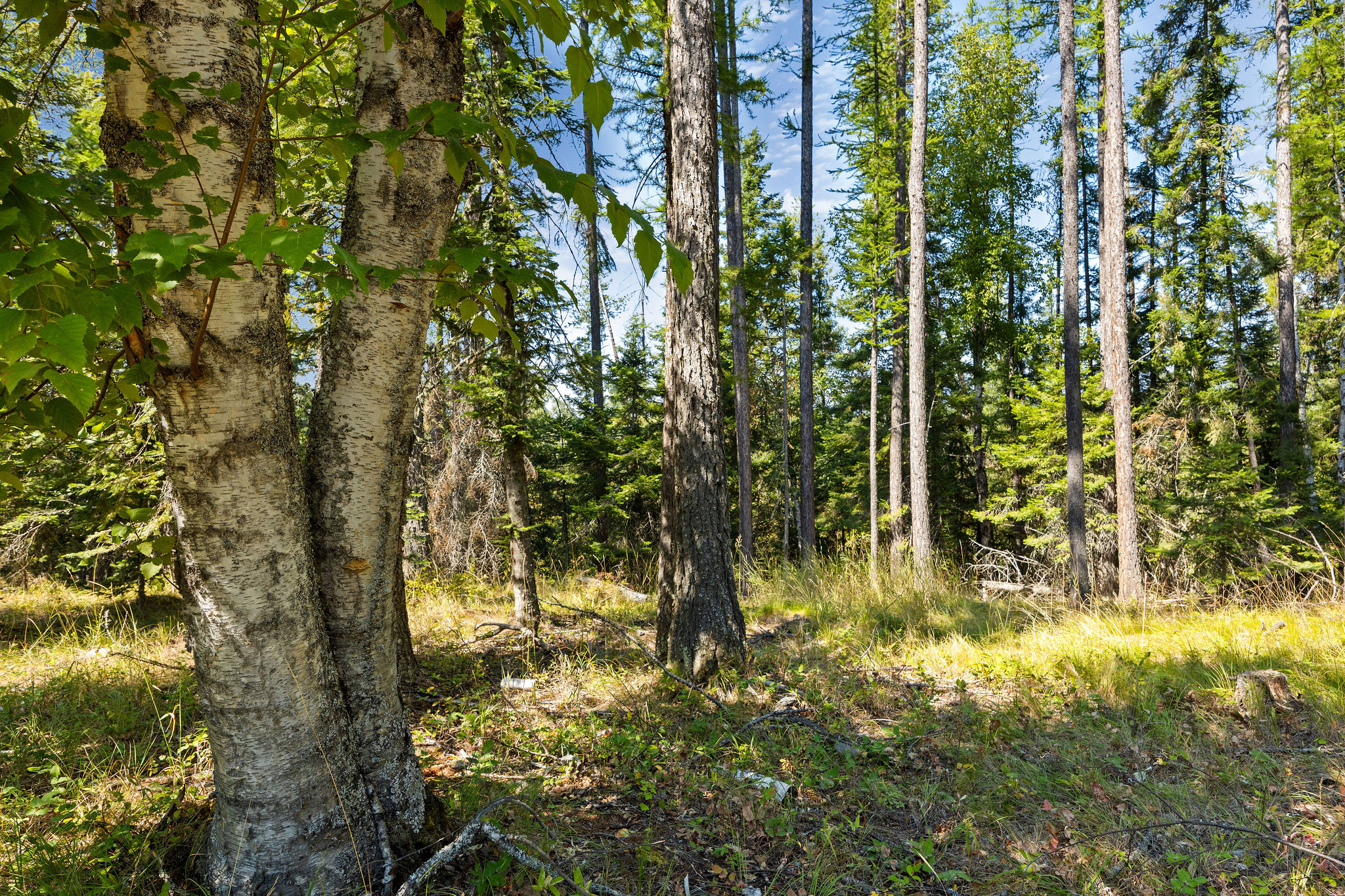 778 Pine Ridge Road Property Photo 10