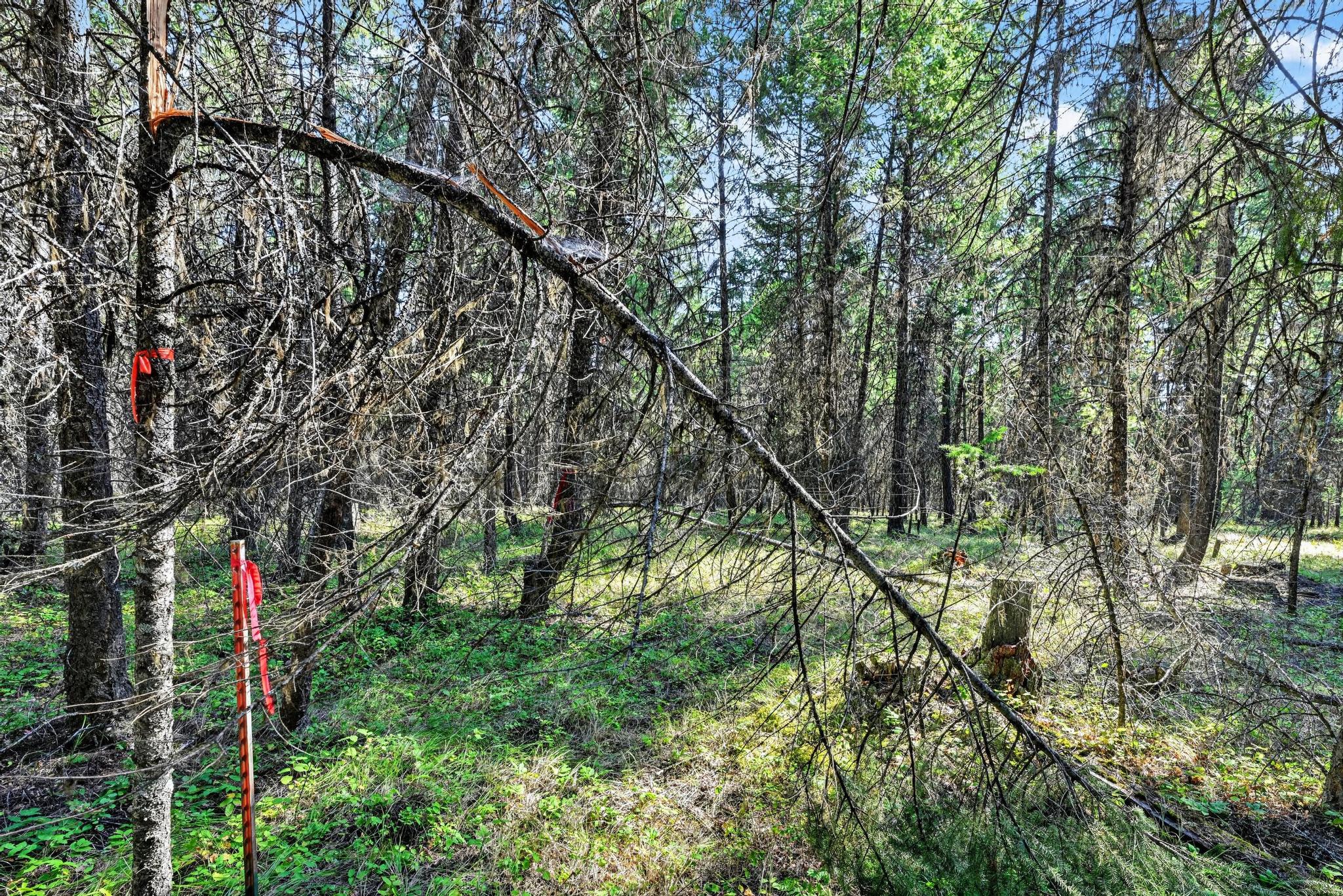 Lot 1 Forest Ridge Road Property Photo 12