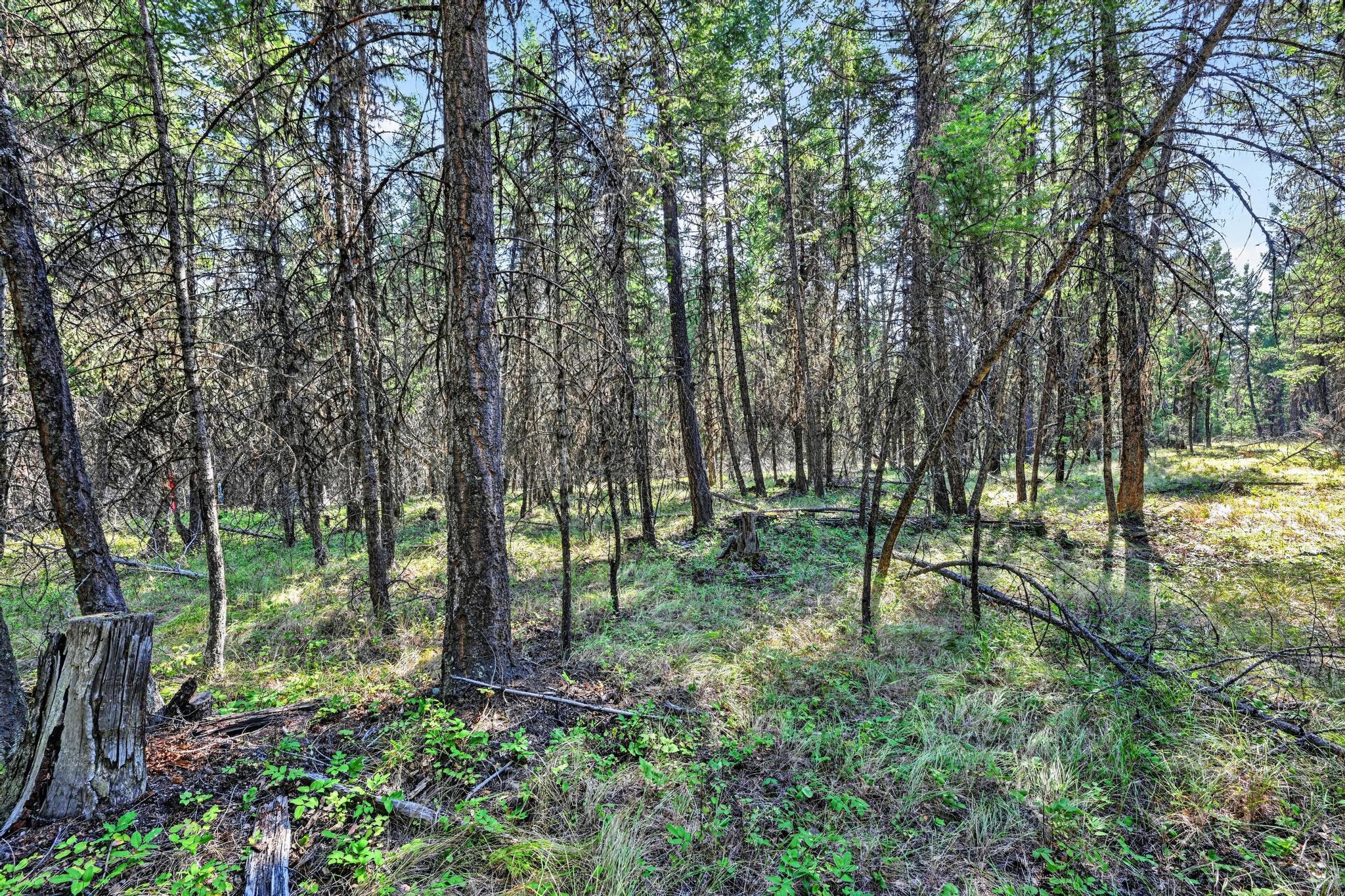 Lot 1 Forest Ridge Road Property Photo 13