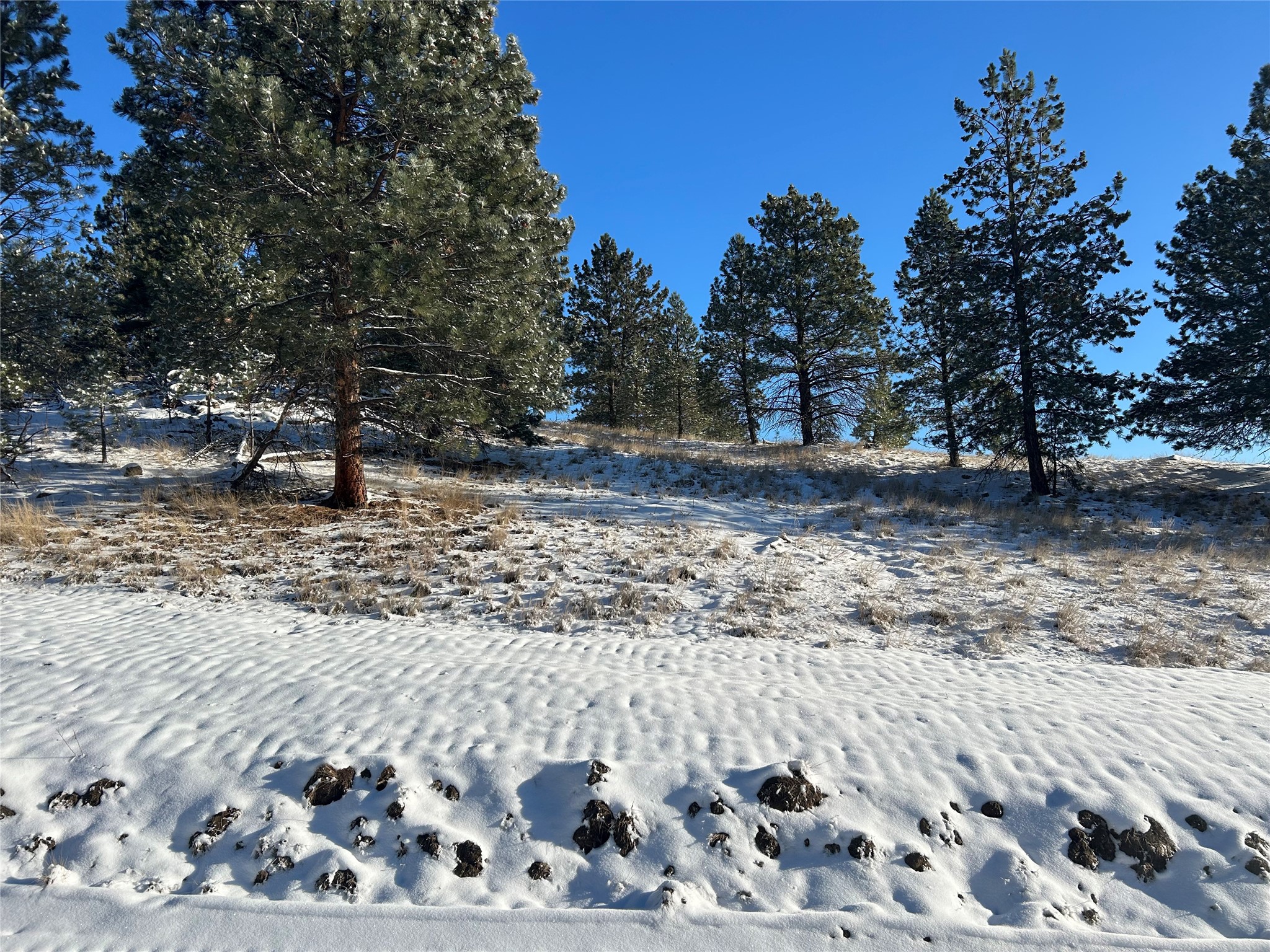 87 Meadowlark Trail Property Photo 9