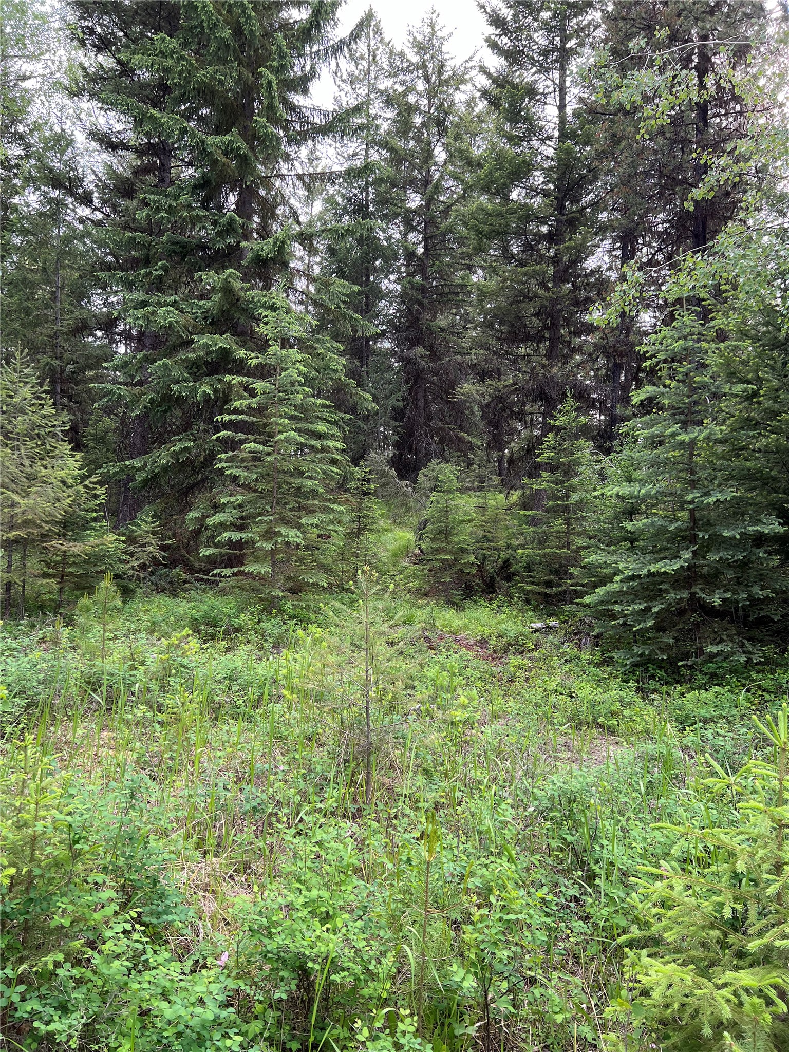 347 Soaring Eagle Trail Property Photo 79