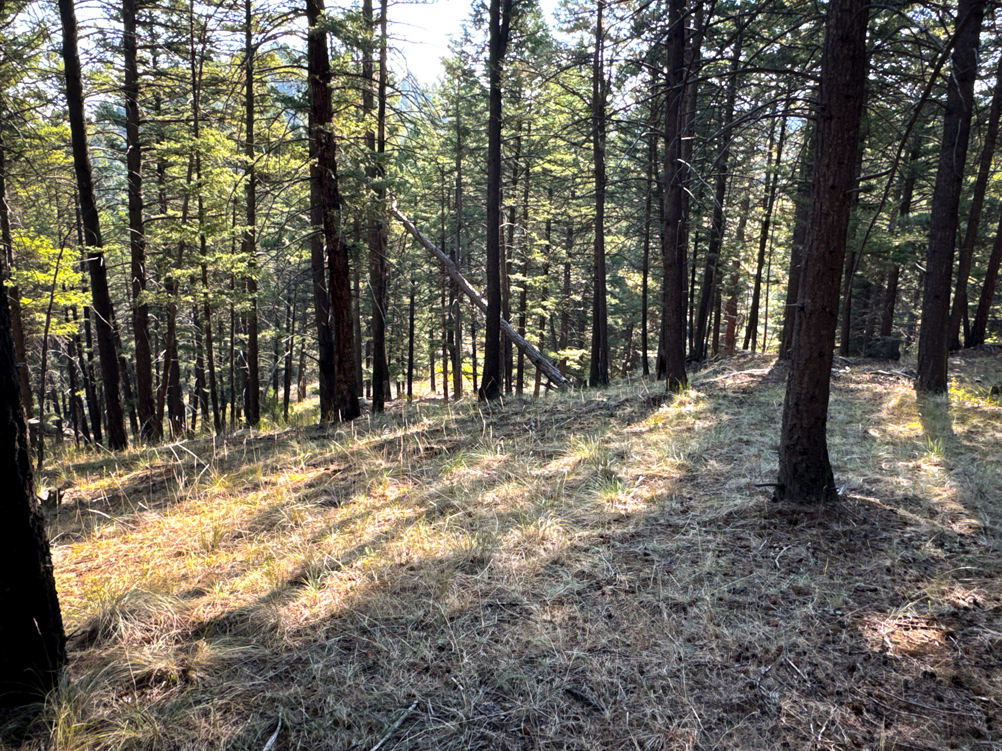 93 Saddle Mountain Drive Property Photo 19