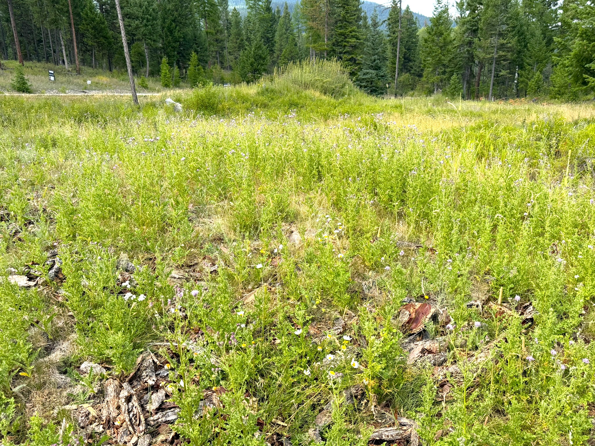 95 Blaney Lane Lot-4 Property Photo 2