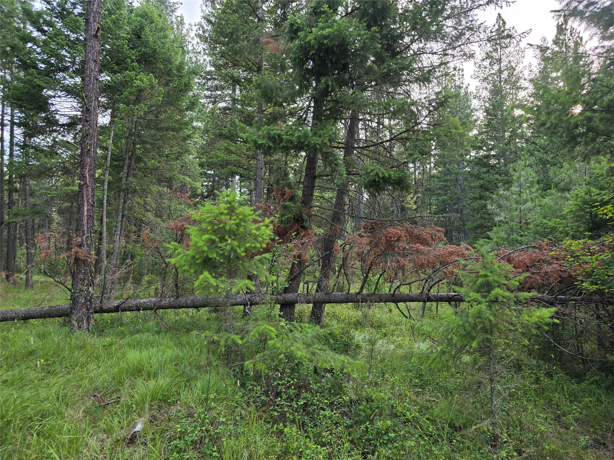 17505 Us Hwy 93 N Property Photo 89
