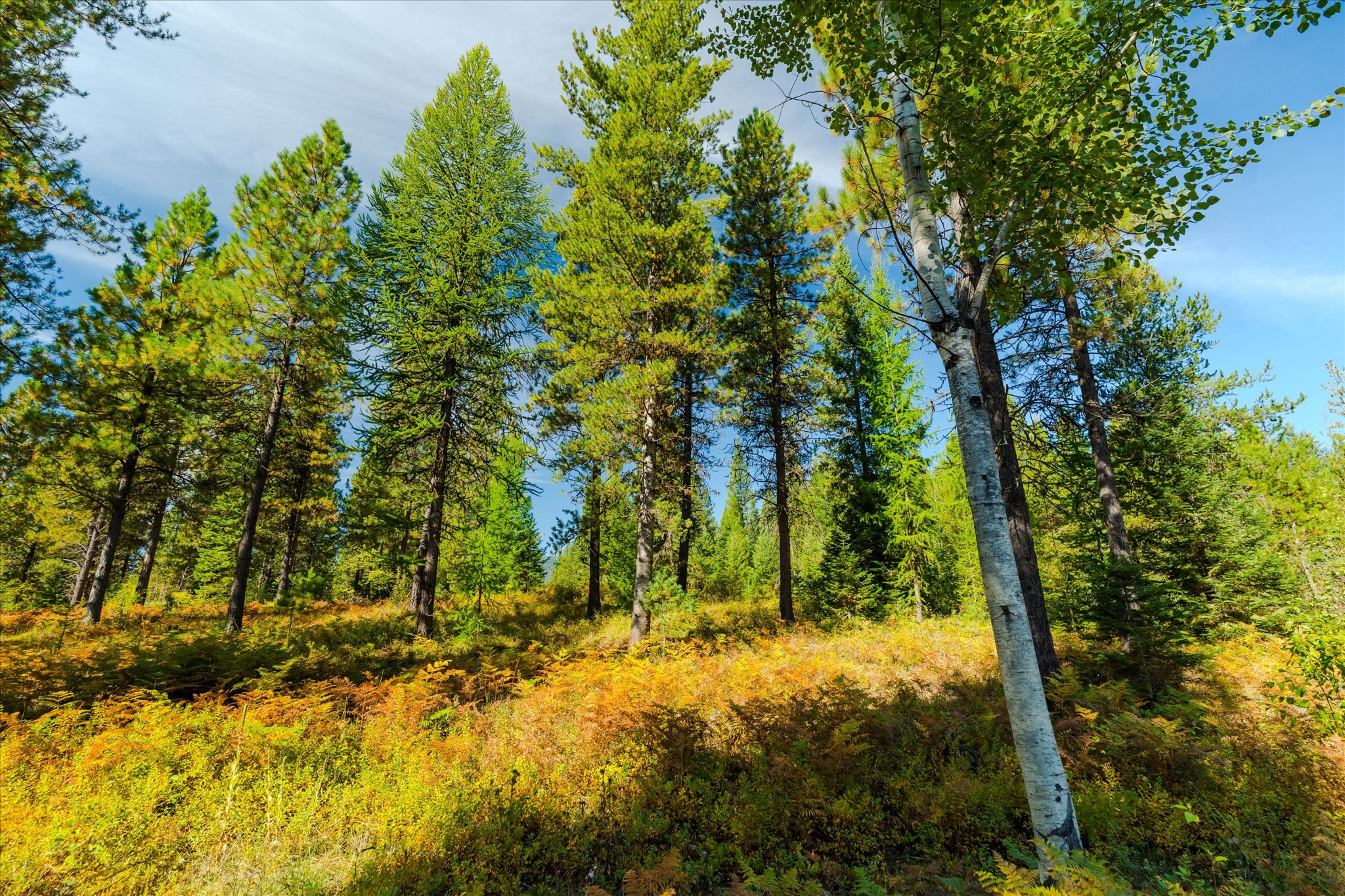 43 Shoshone Trail Property Photo 60
