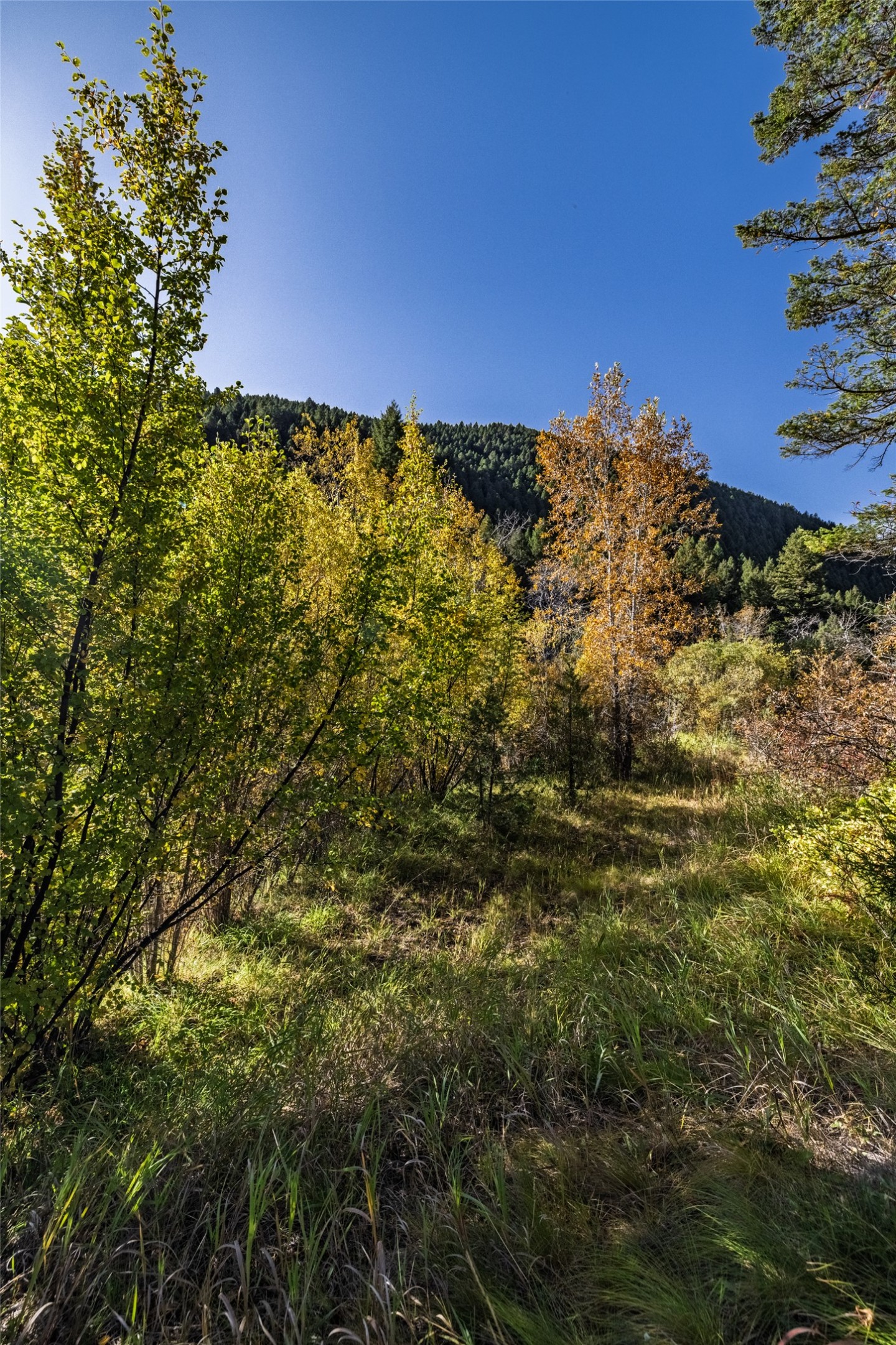 601 Whites Gulch Road Property Photo 34