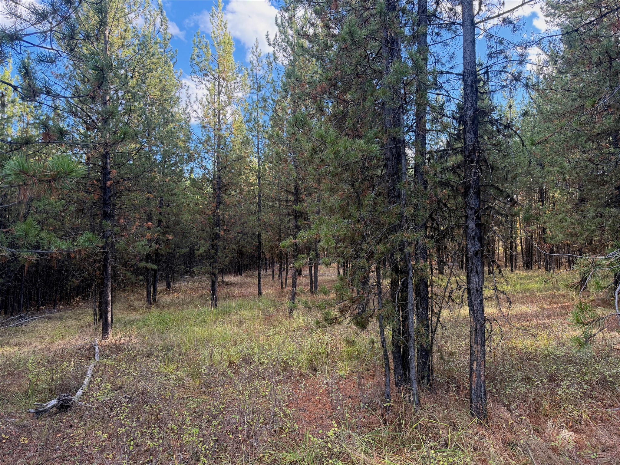 10601 North Fork Road Property Photo 46