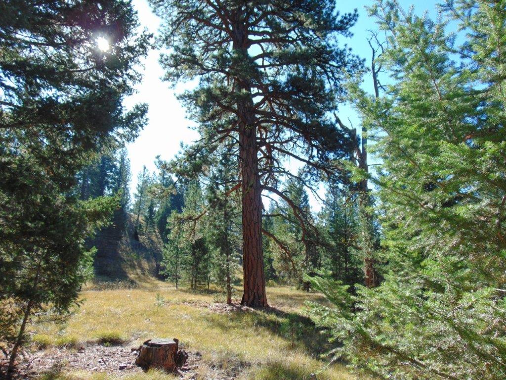 8872 Elk Trail Loop Property Photo 33
