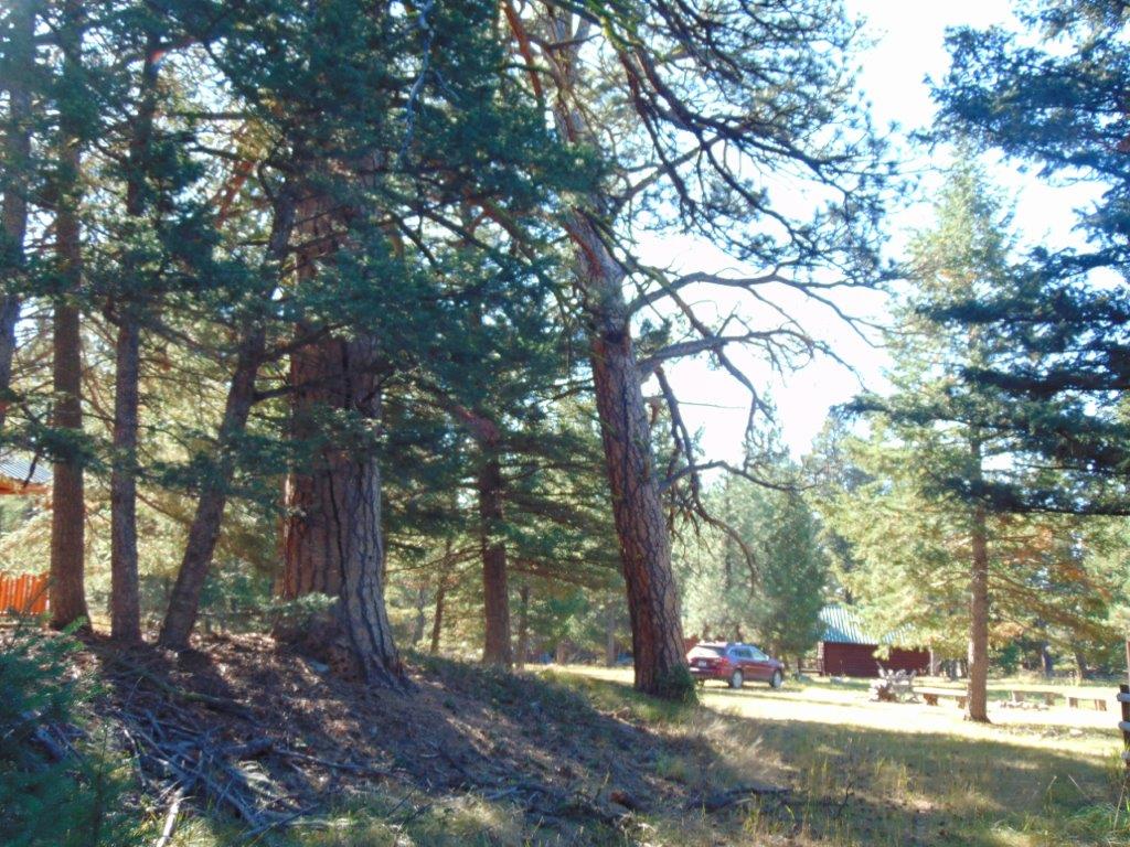 8872 Elk Trail Loop Property Photo 84