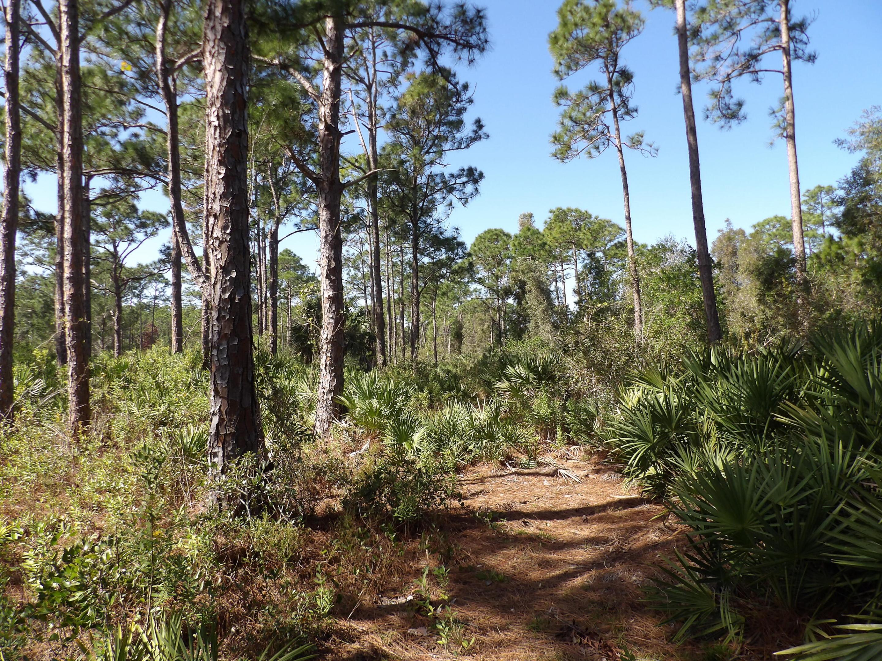 00 Bald Cypress Trail Property Photo 7