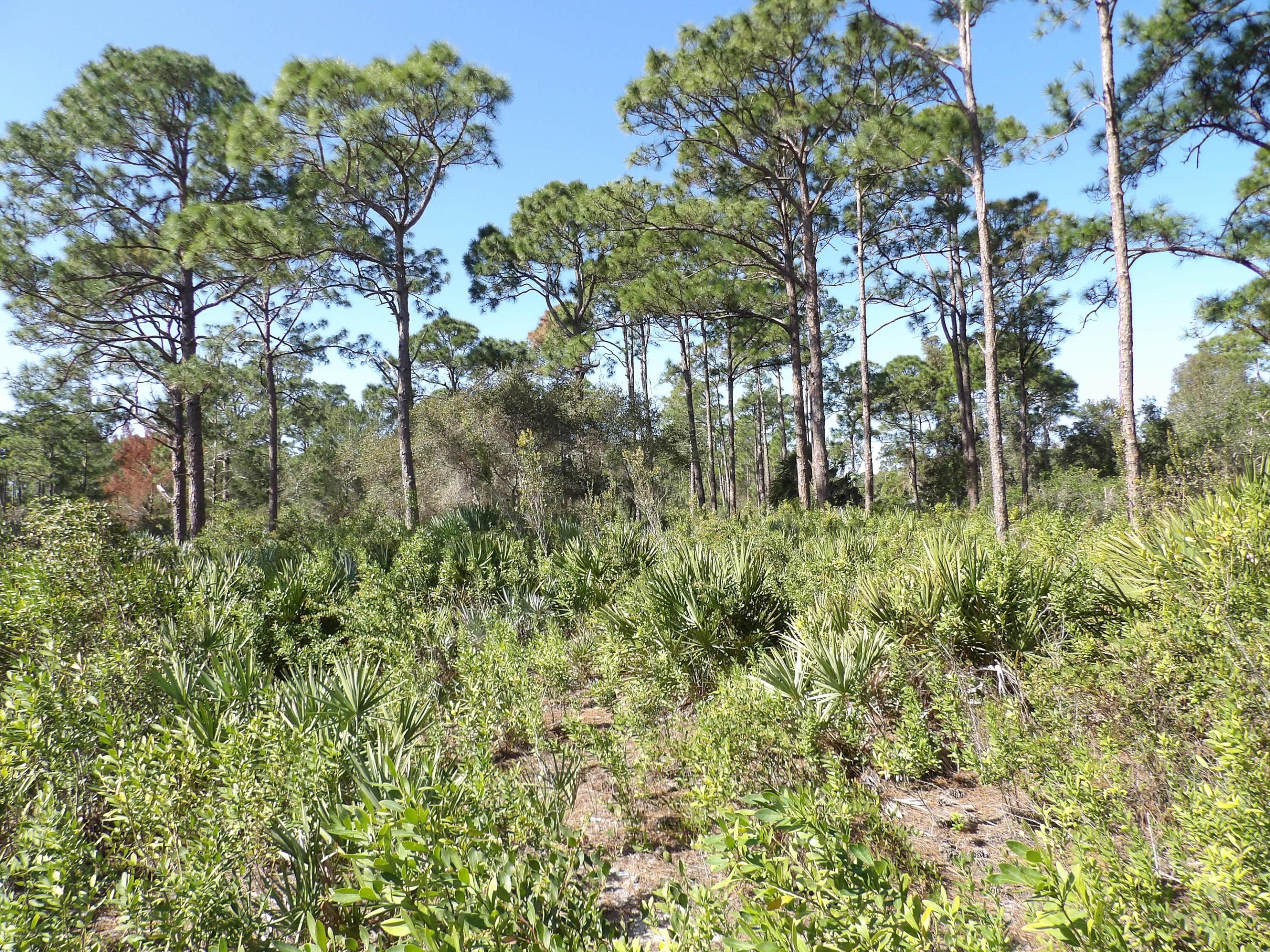 00 Bald Cypress Trail Property Photo 8