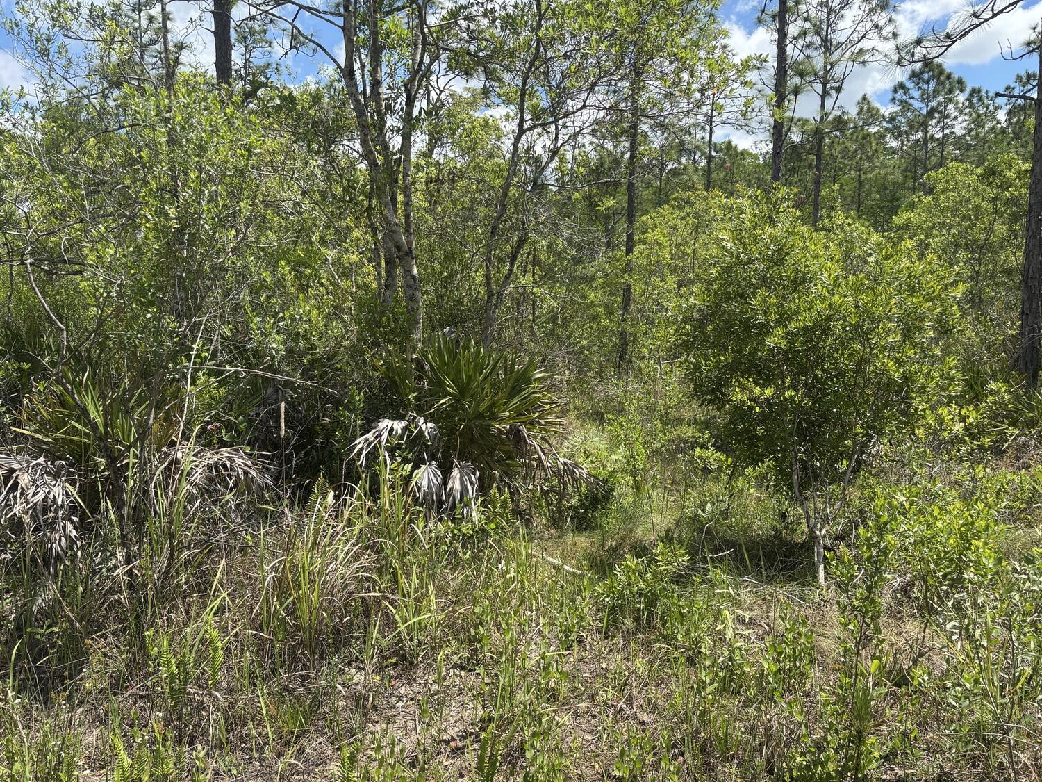0 Holopaw Groves Road Property Photo 2