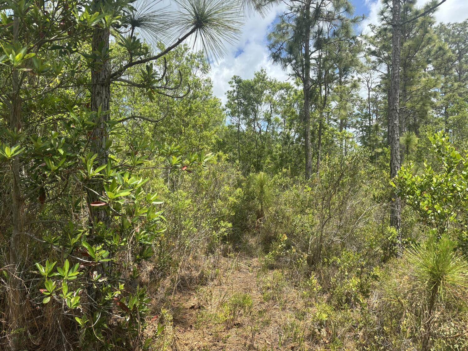 0 Holopaw Groves Road
