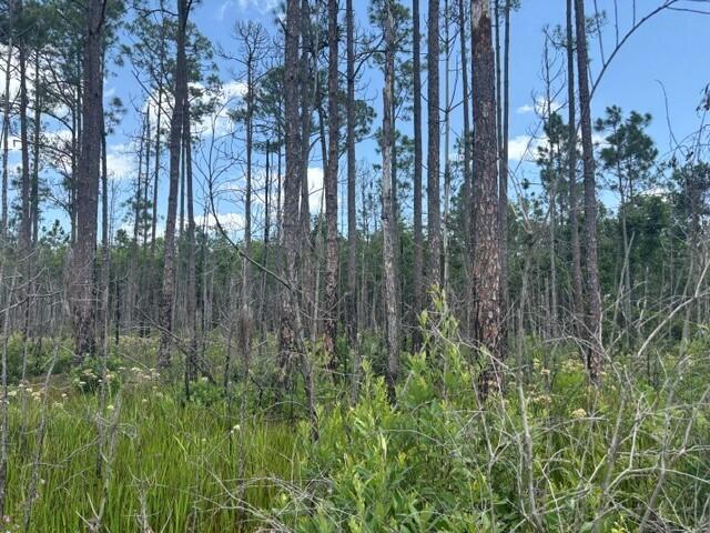0 Holopaw Groves Road Property Photo 2