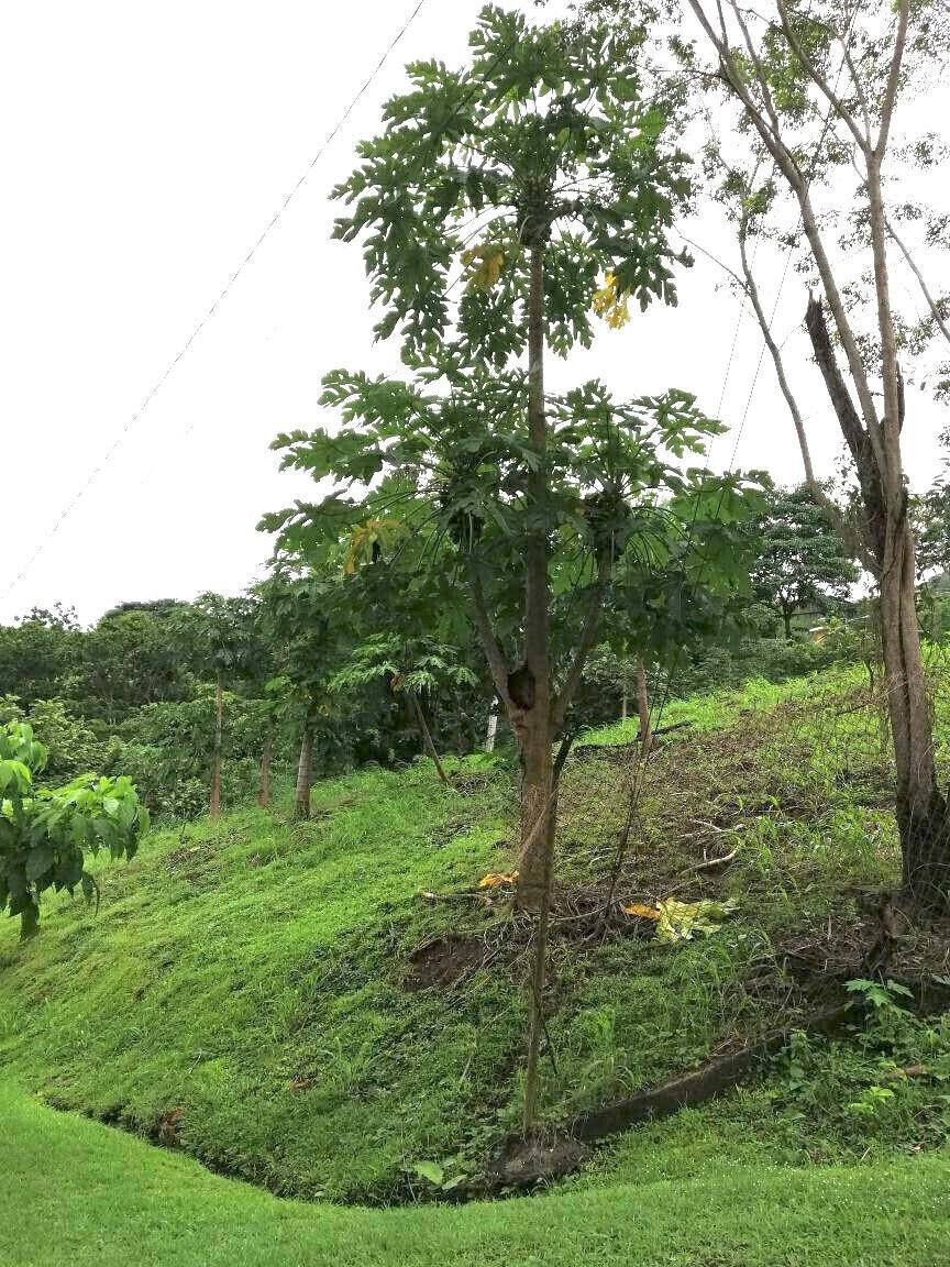 Lot E-7a Calle Del Cerro Con La Calle Diagonal Property Photo 9