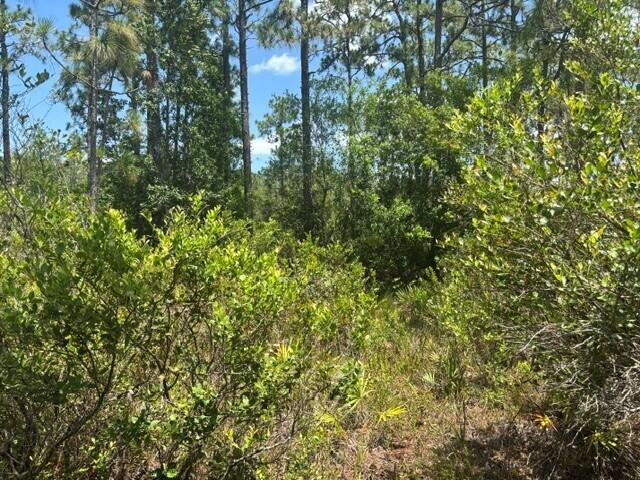 0 Holopaw Groves Road Property Photo 3