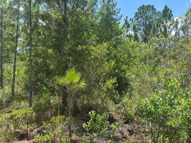 0 Holopaw Groves Road Property Photo 2