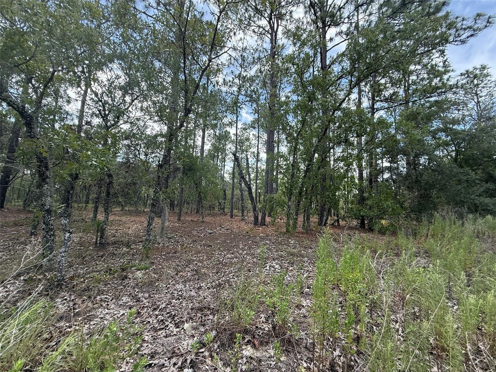Tbd Nw Tree Top Road Property Photo 1
